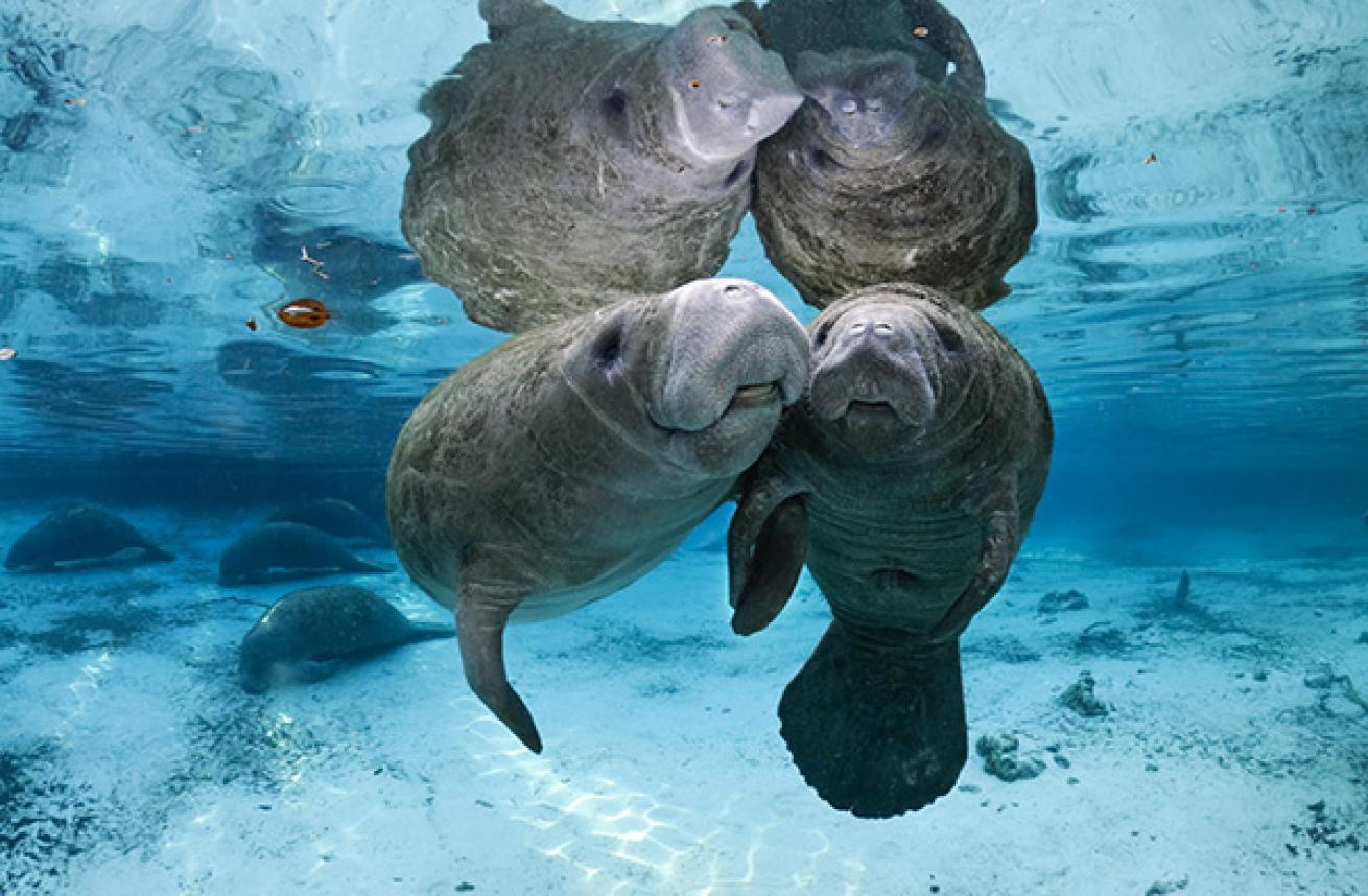 Manatees