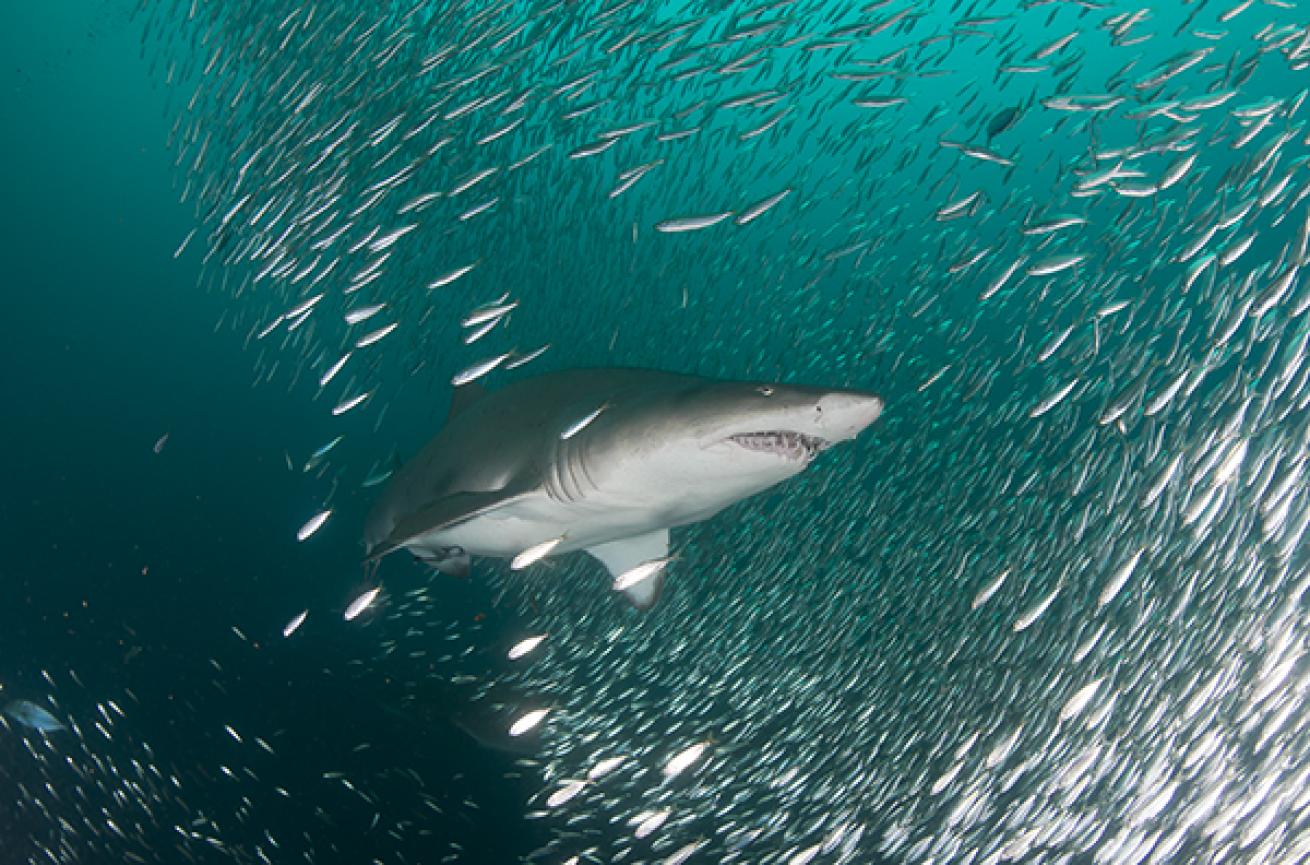 Sand Tiger Shark