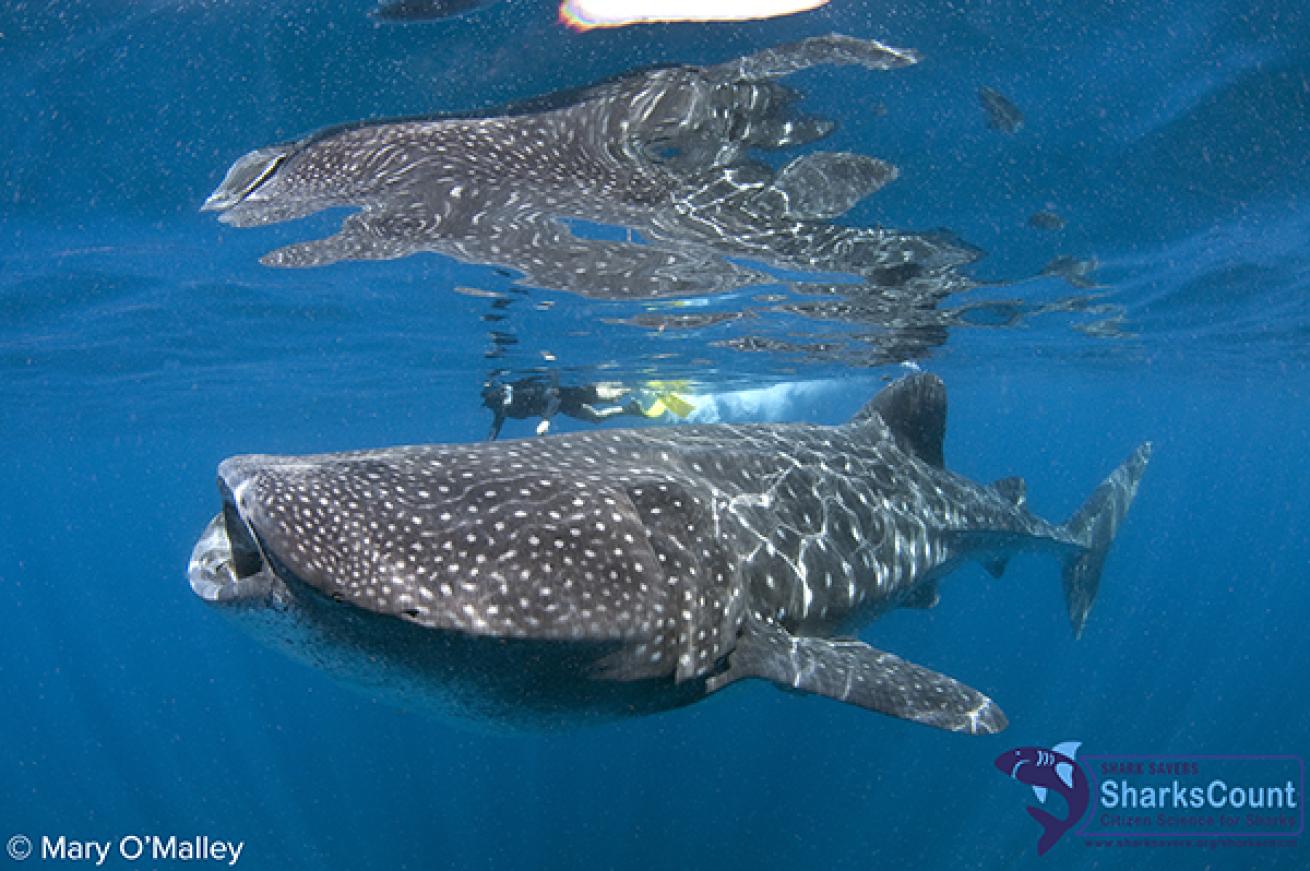 Whale Shark