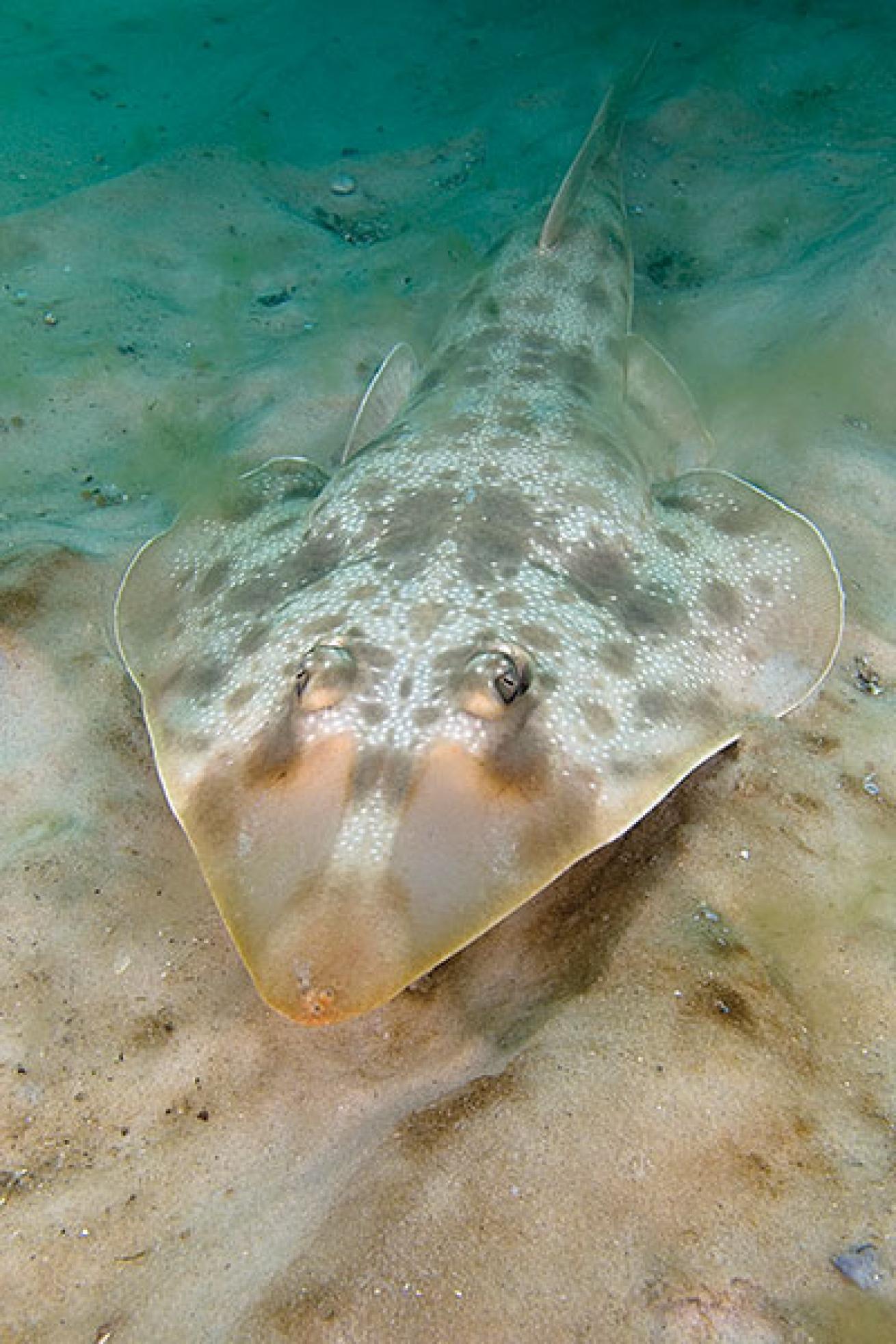 Guitarfish