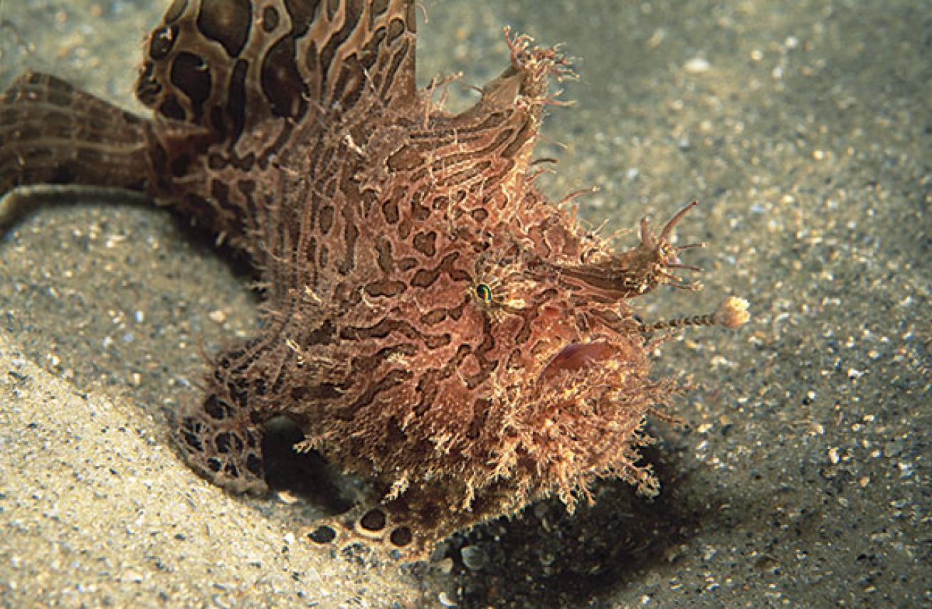 Striated frogfish