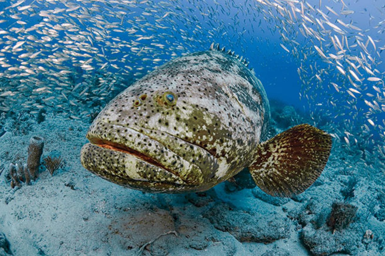 Goliath Grouper
