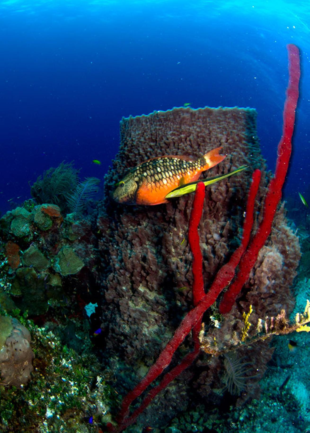 juvenile stoplight parrotfish