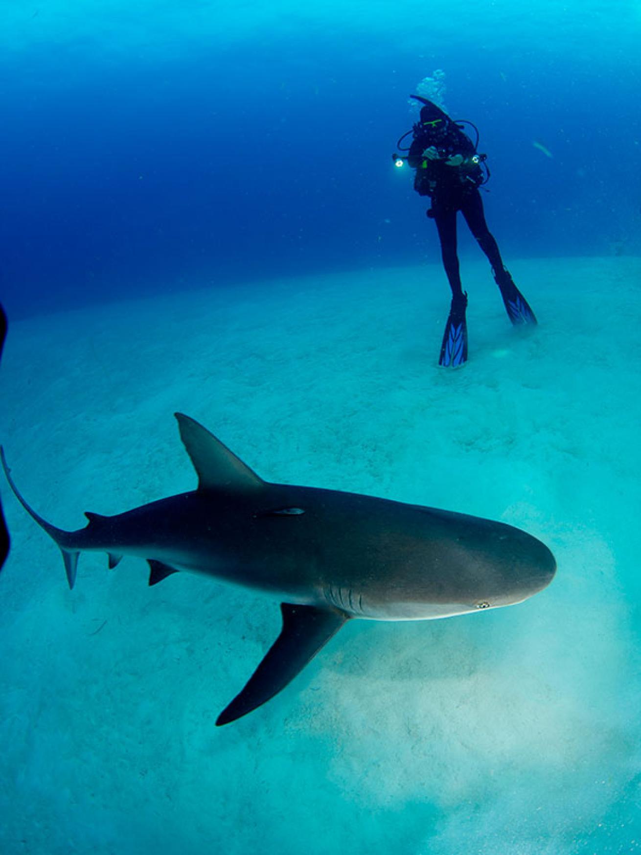 Caribbean reef shark