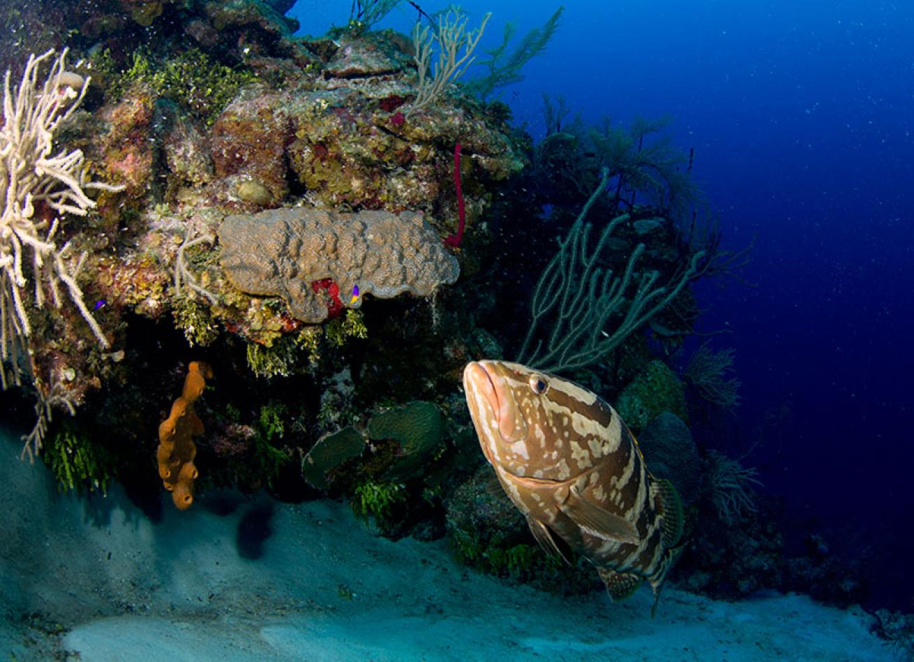 Nassau grouper