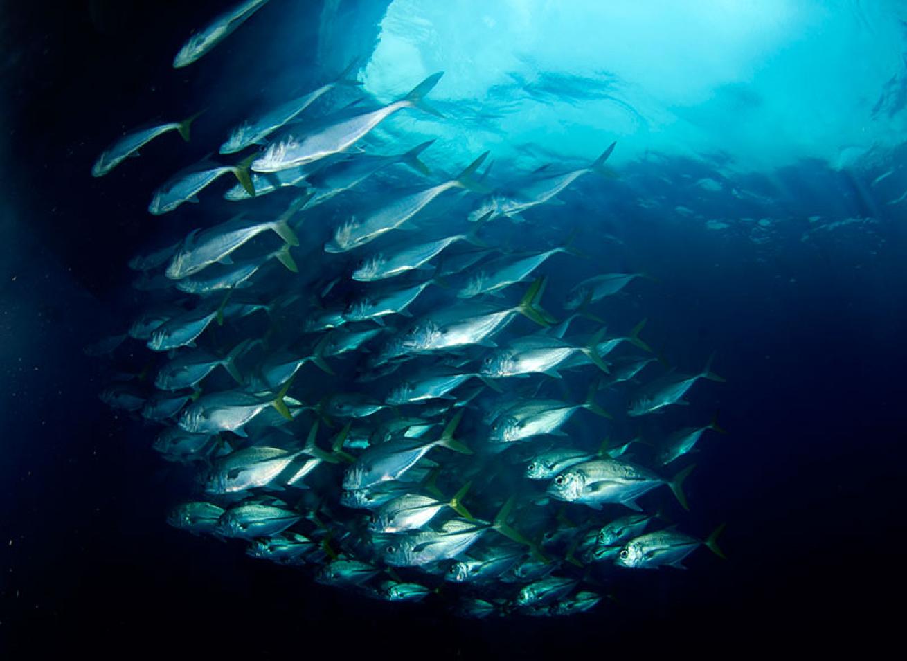 schooling fish