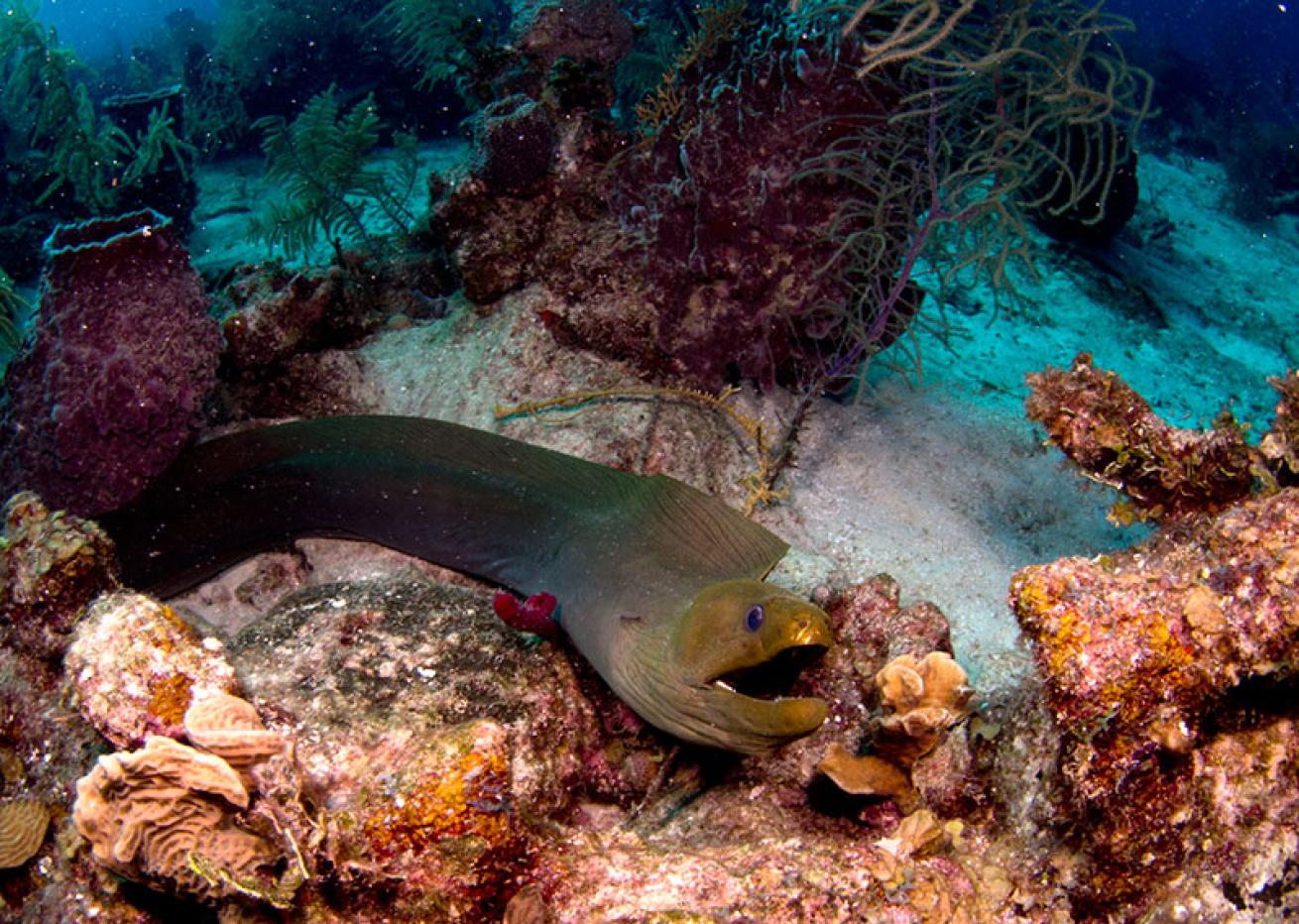 moray eel