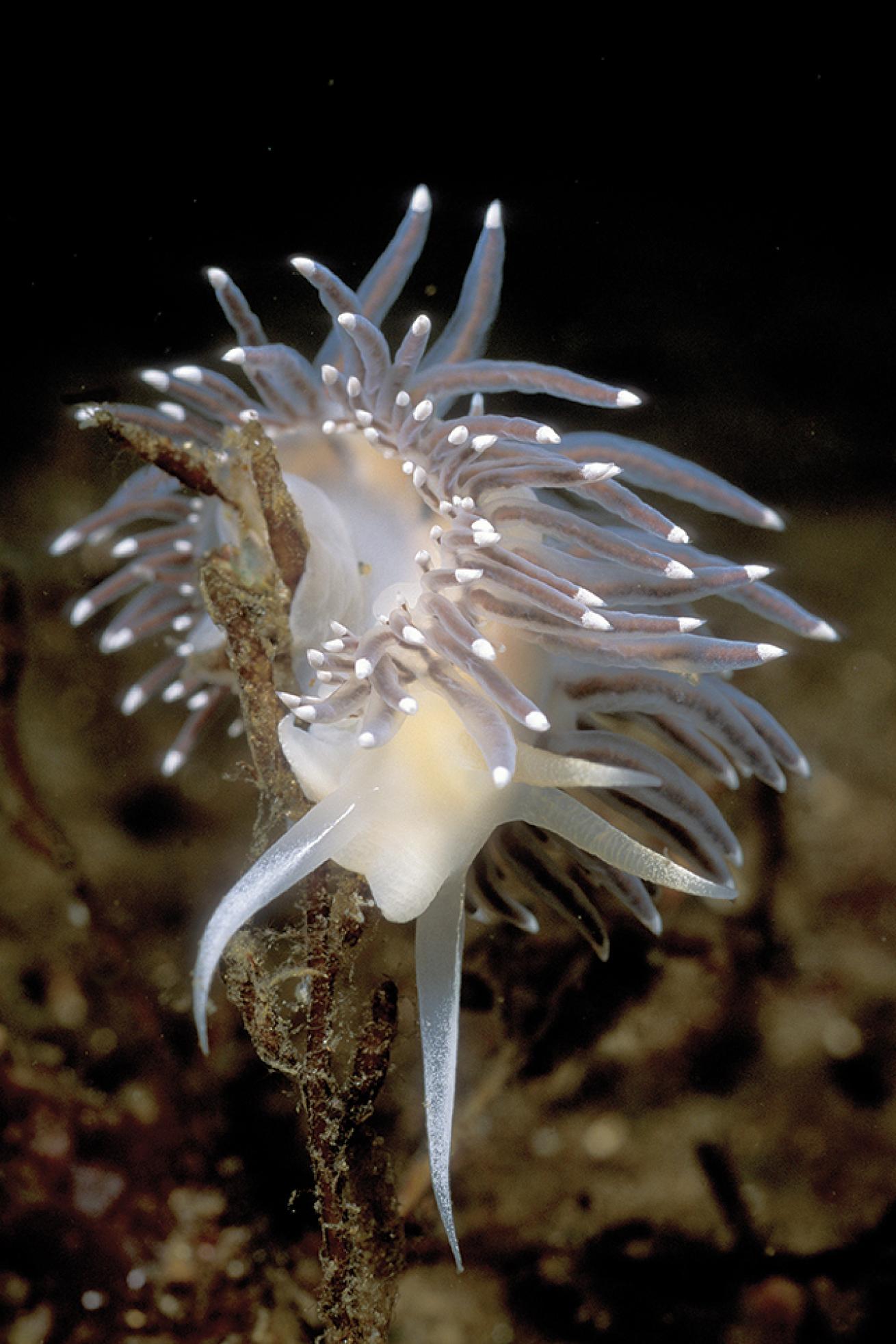 Sakatchewan nudibranch