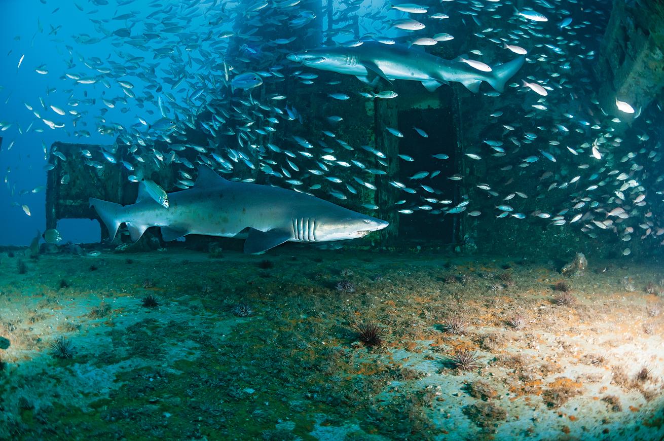 best scuba diving for big animals