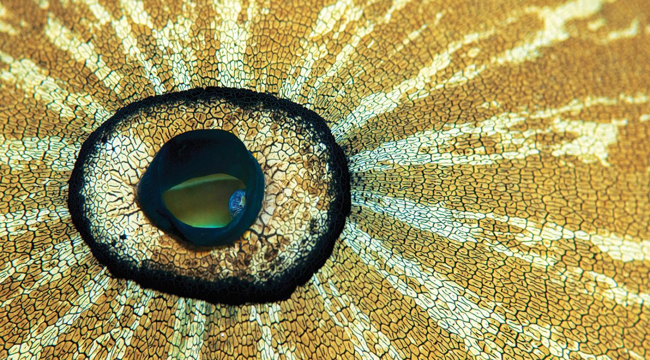 best macro scuba diving