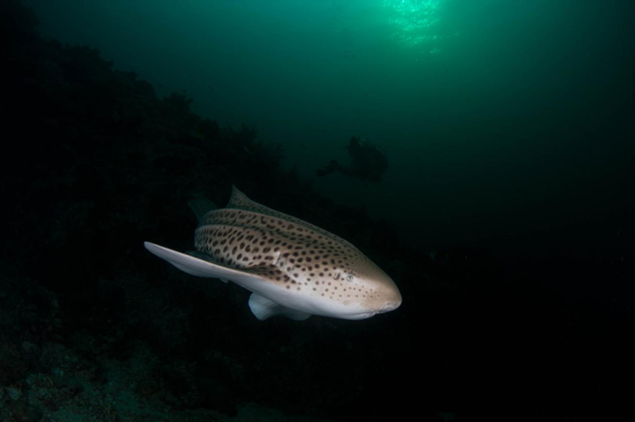 zebra shark