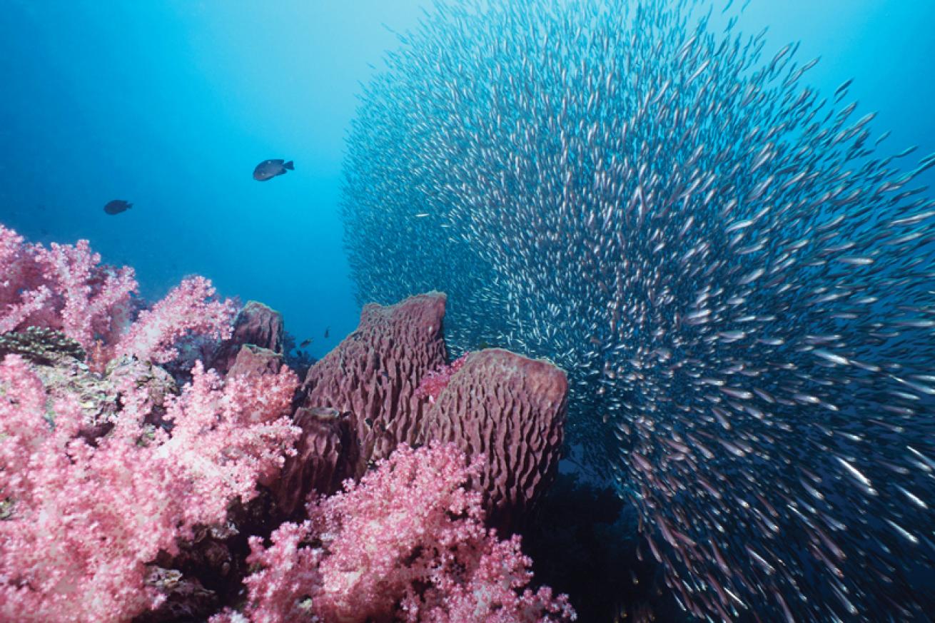 Shark Point dive site