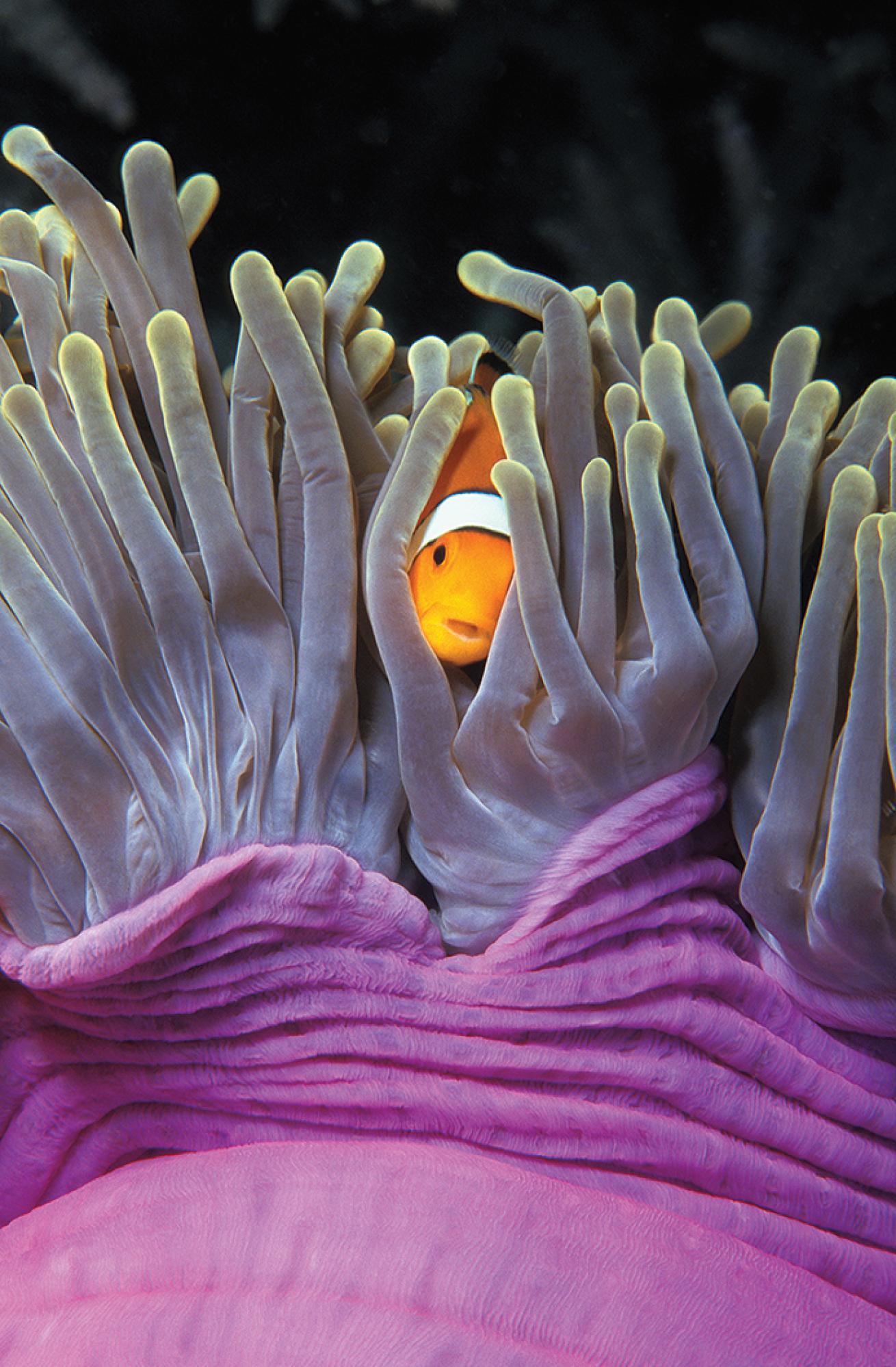 anemonefish