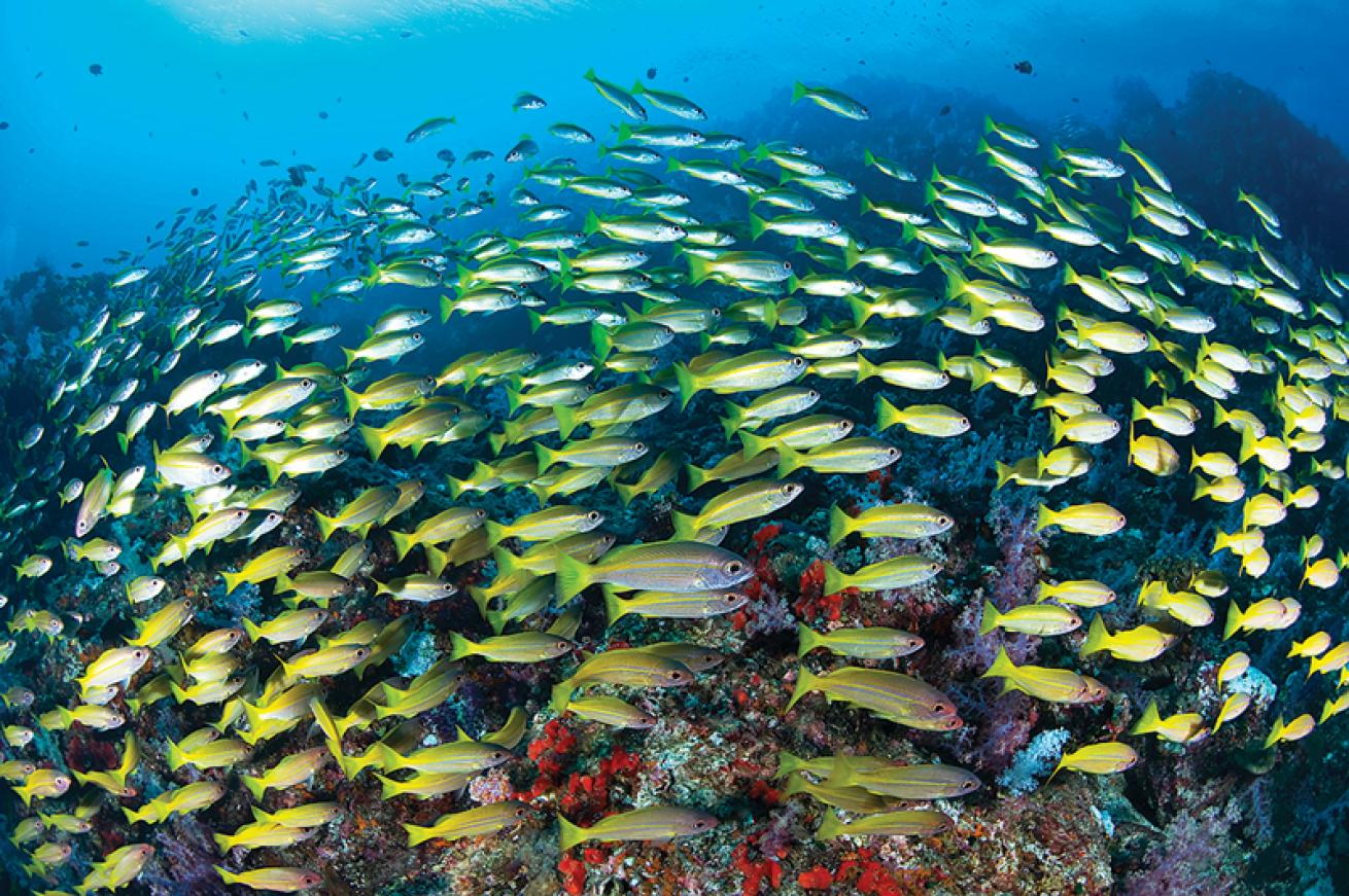 schooling snapper