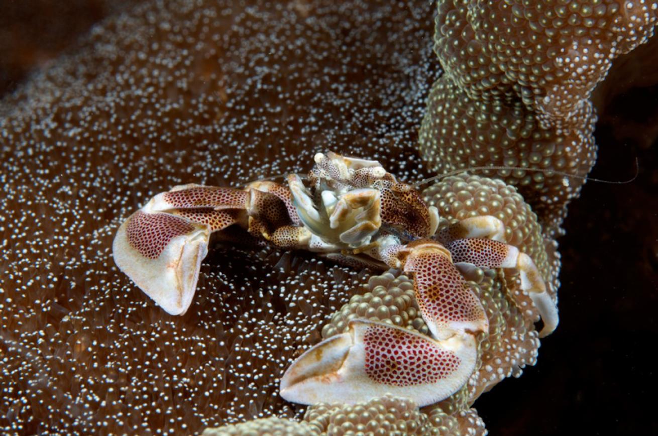 spotted porcelain crab