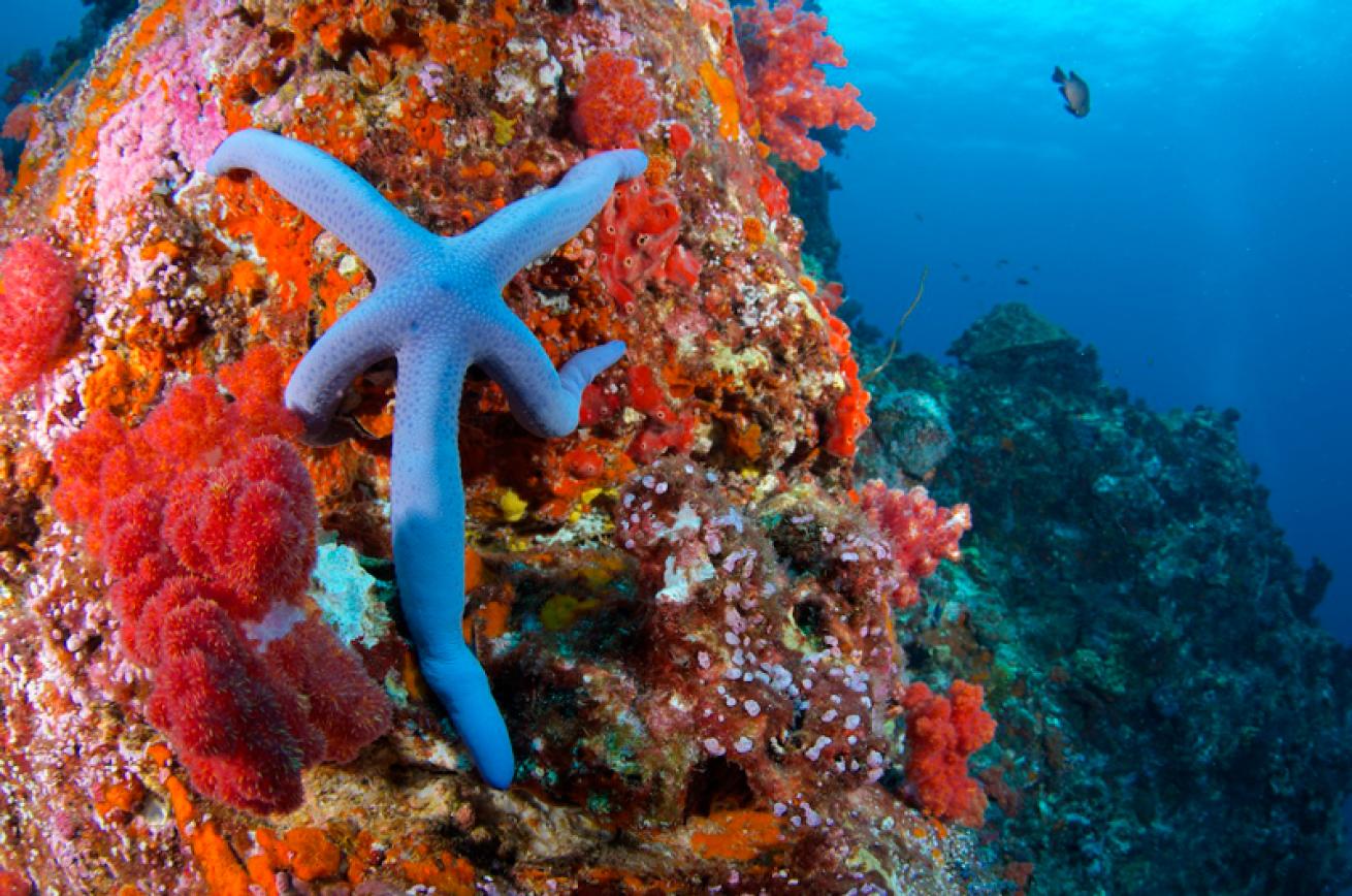 Blue Linckia Starfish