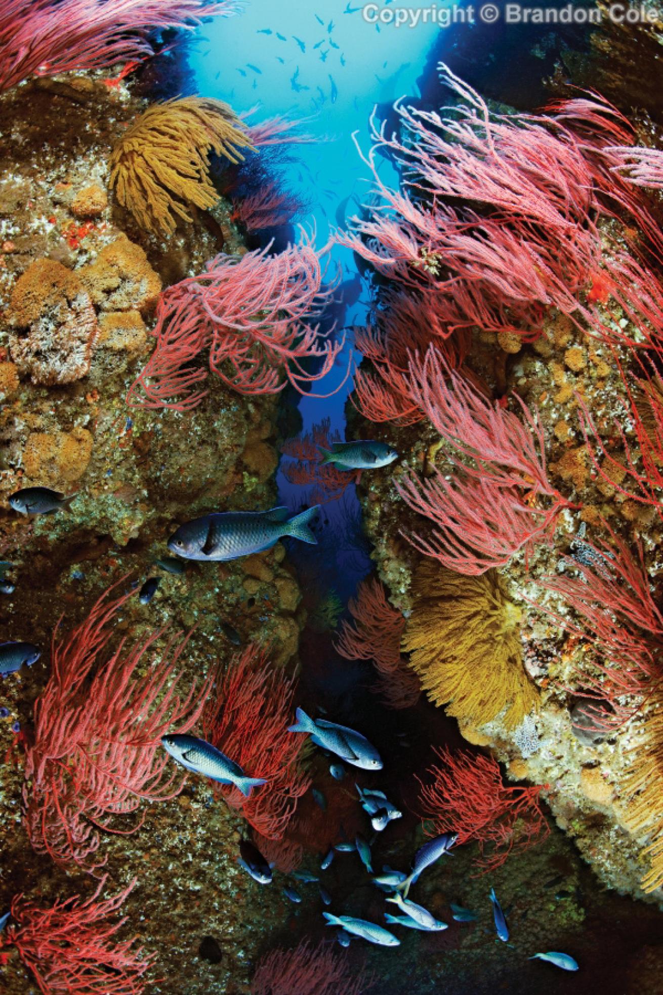 best destinations for underwater photography