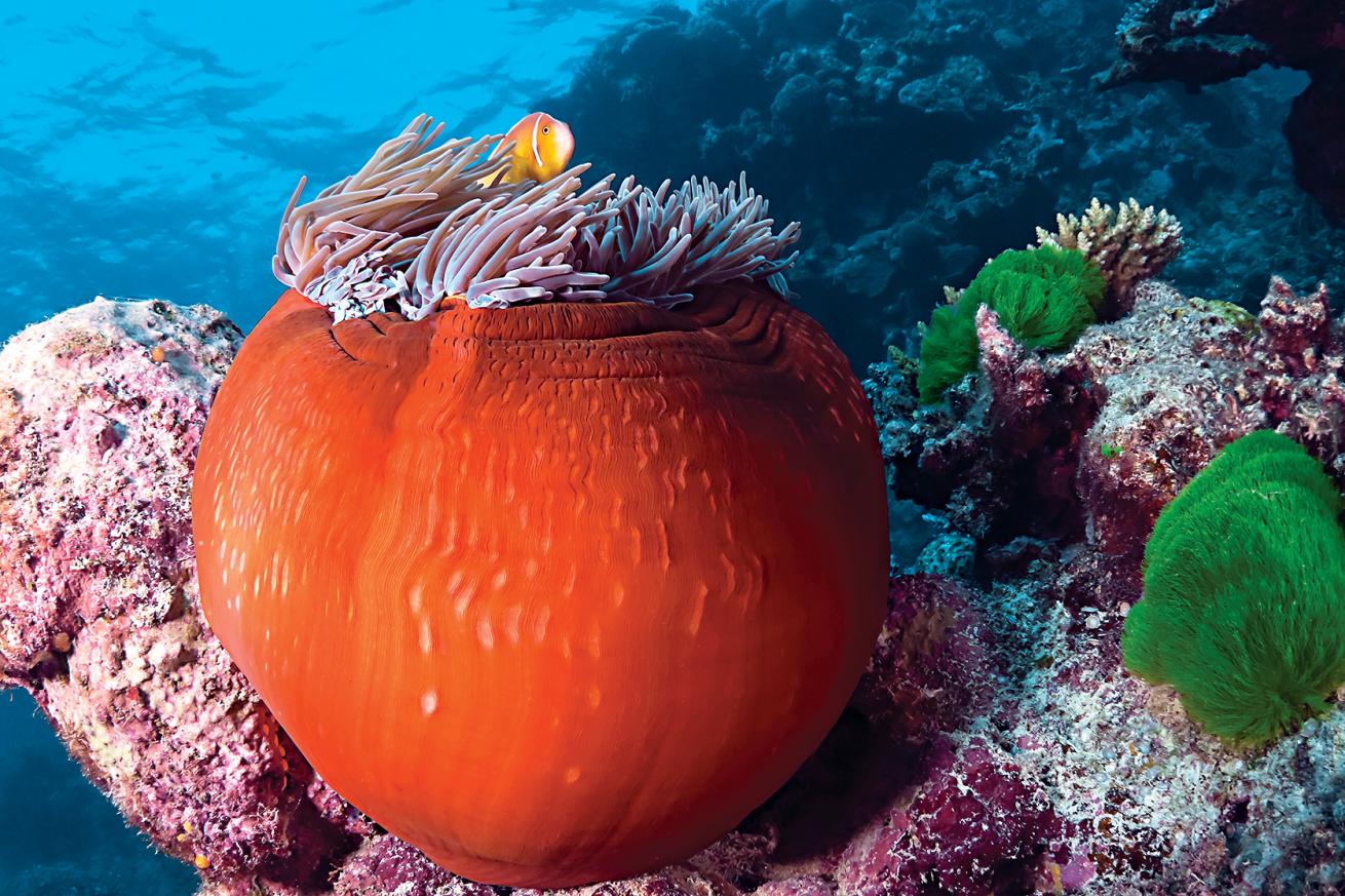 best scuba diving destinations in the pacific and indian oceans