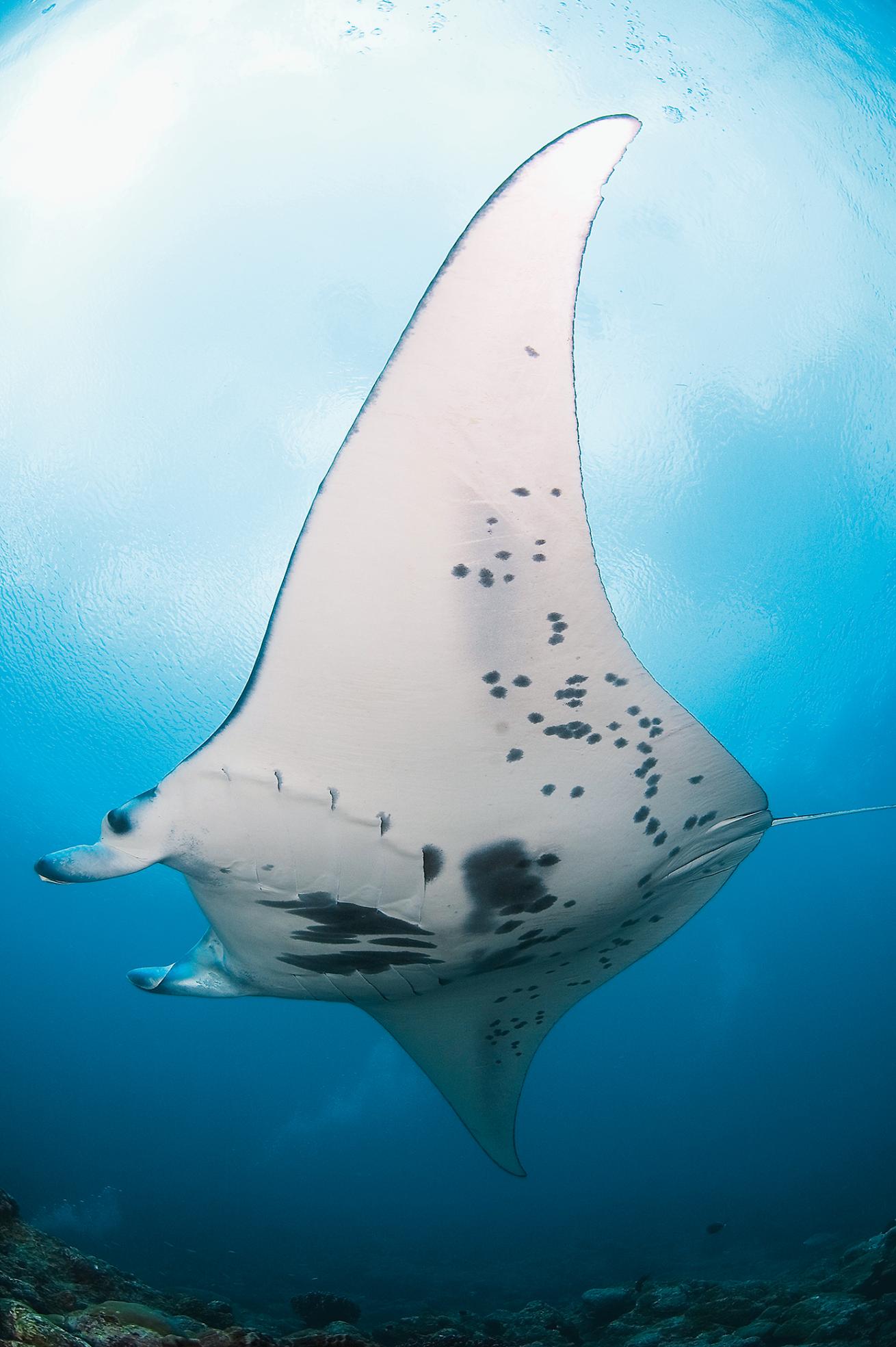 best scuba diving destinations in the pacific and indian oceans