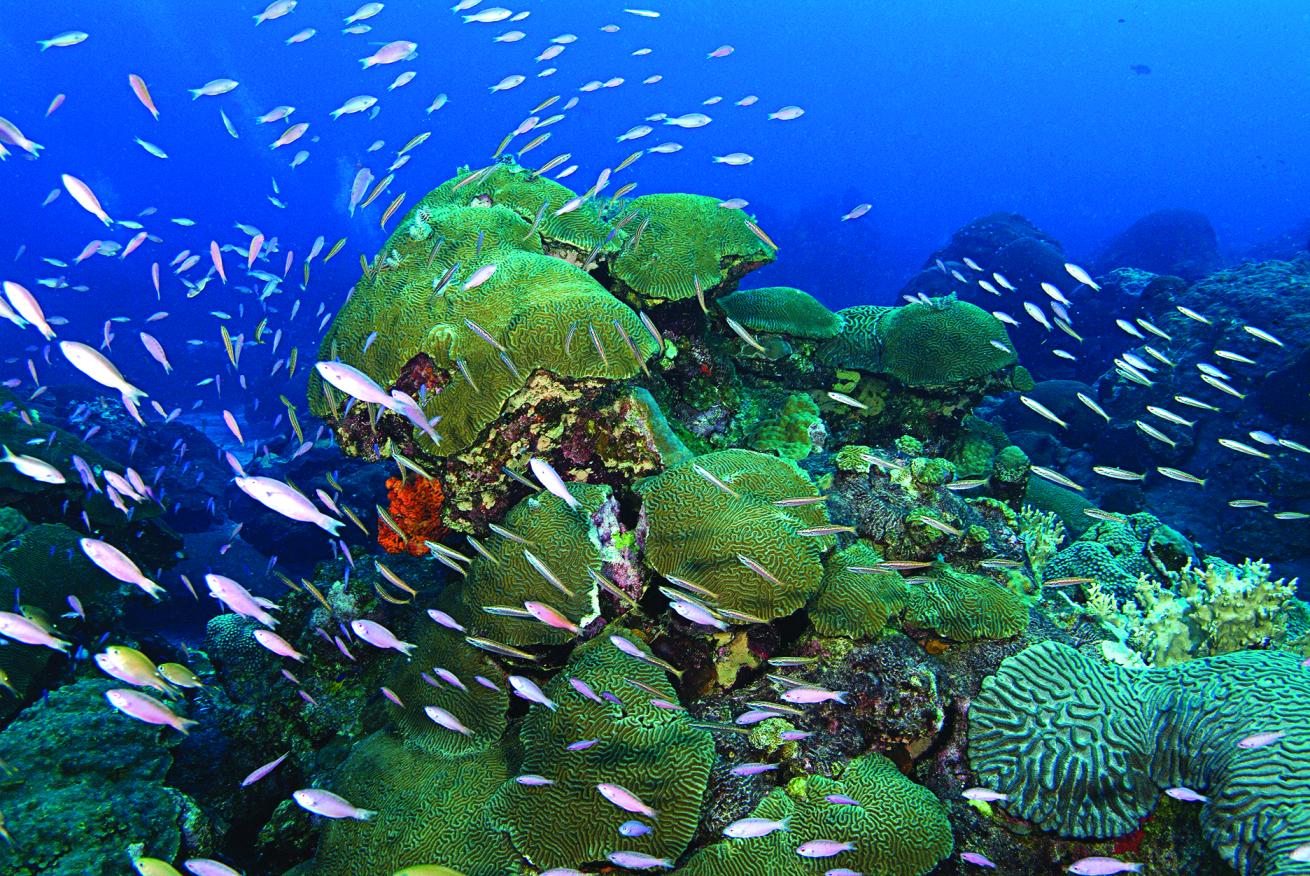 best scuba diving marine environments 