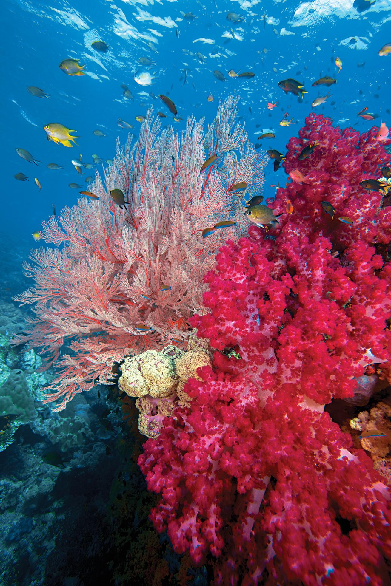 best scuba diving marine environments 