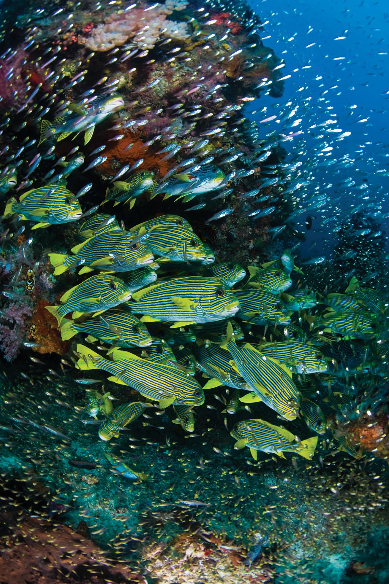 best scuba diving destinations in the pacific and indian oceans