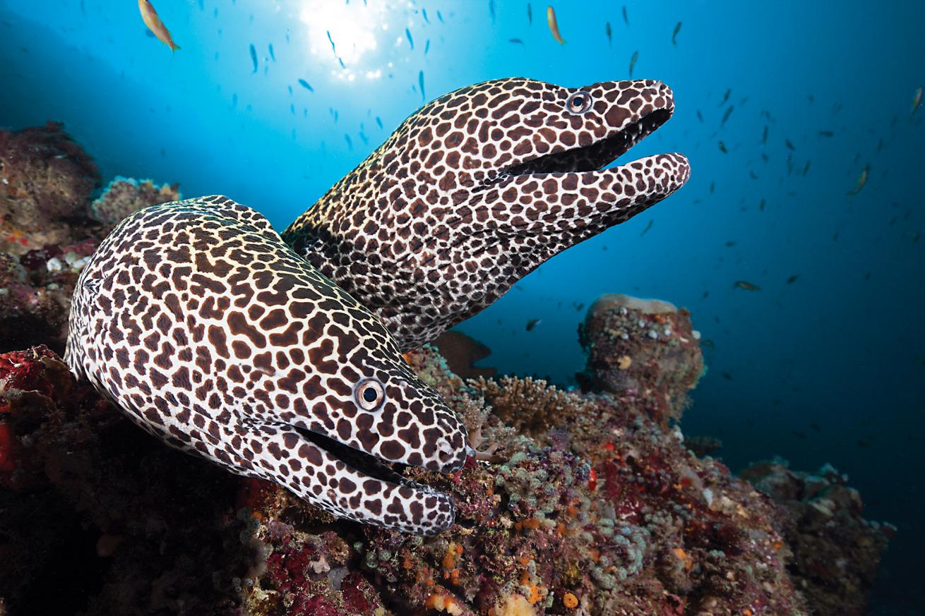 best scuba diving maldives