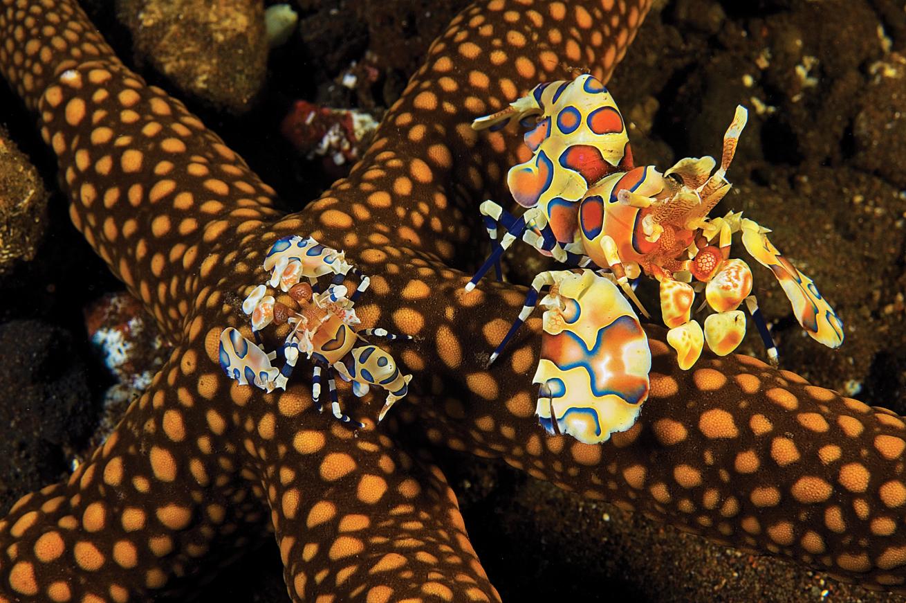 best scuba diving destinations in the pacific and indian oceans