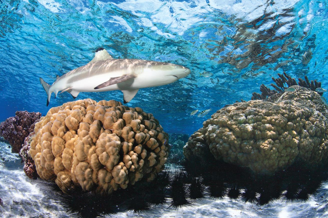 best scuba diving destinations in the pacific and indian oceans