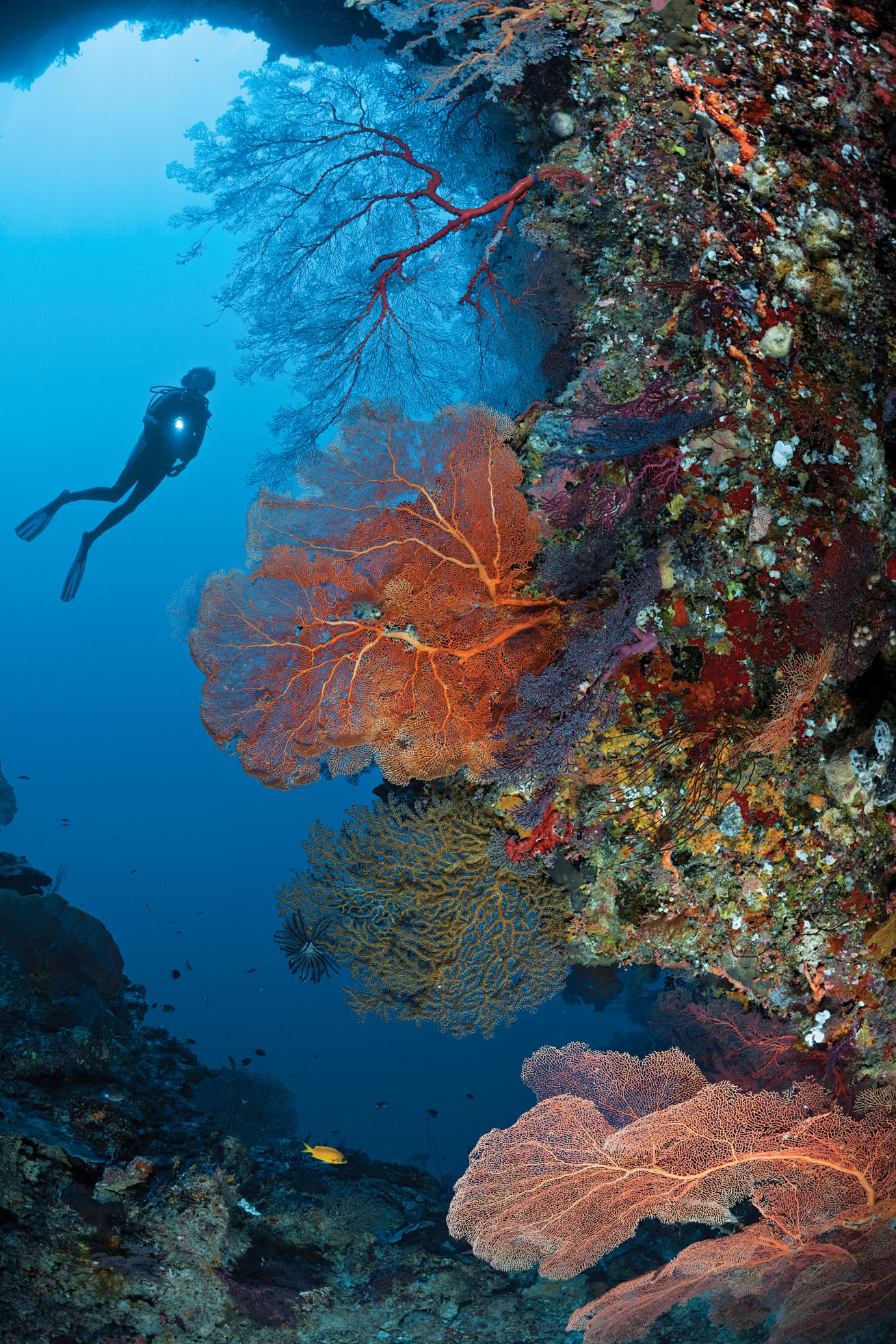 best scuba diving destinations in the pacific and indian oceans