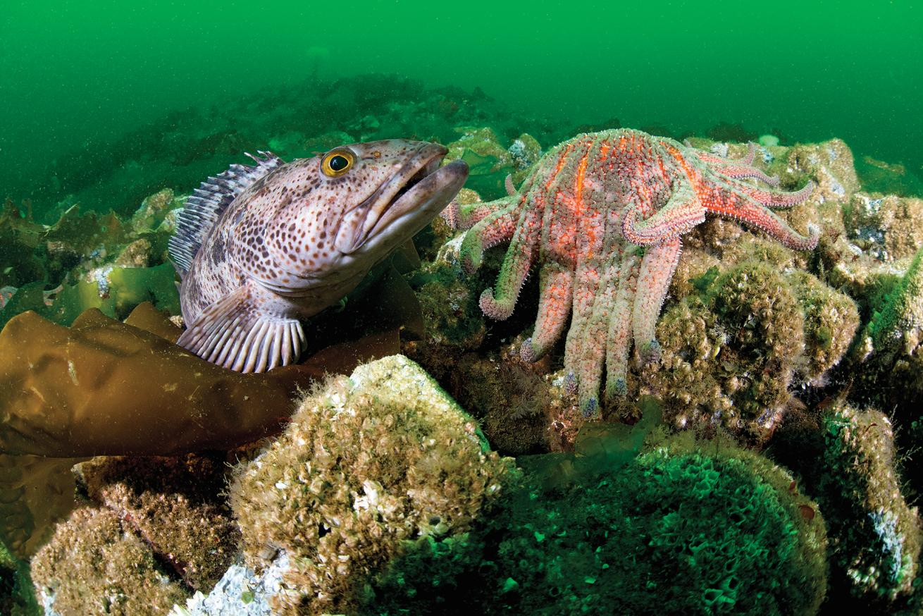 best scuba destinations for wall diving 