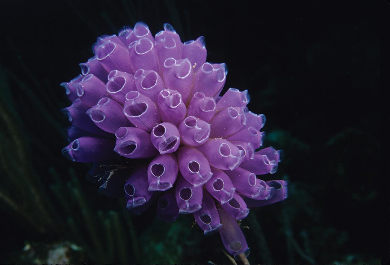 best scuba diving marine environments 