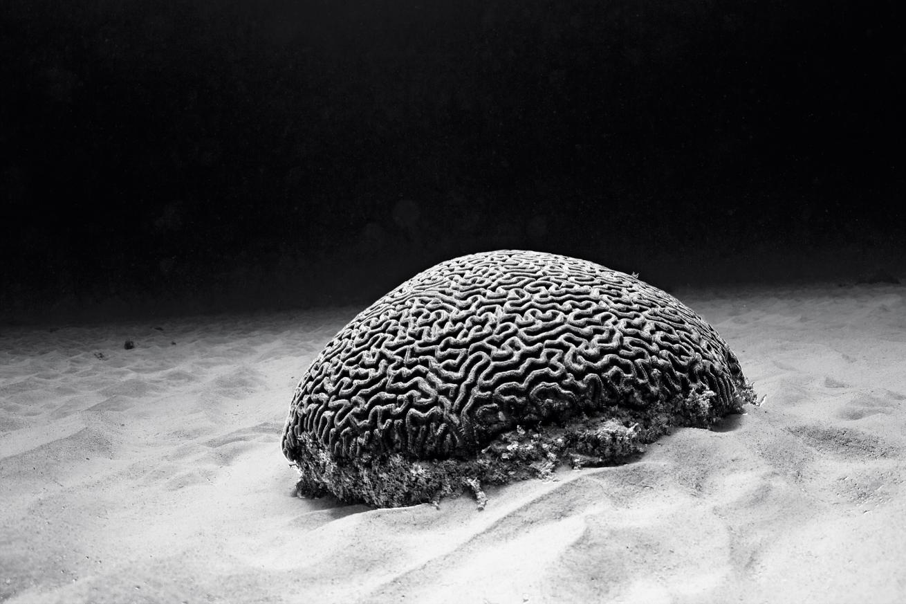 best scuba diving destinations for underwater photography 