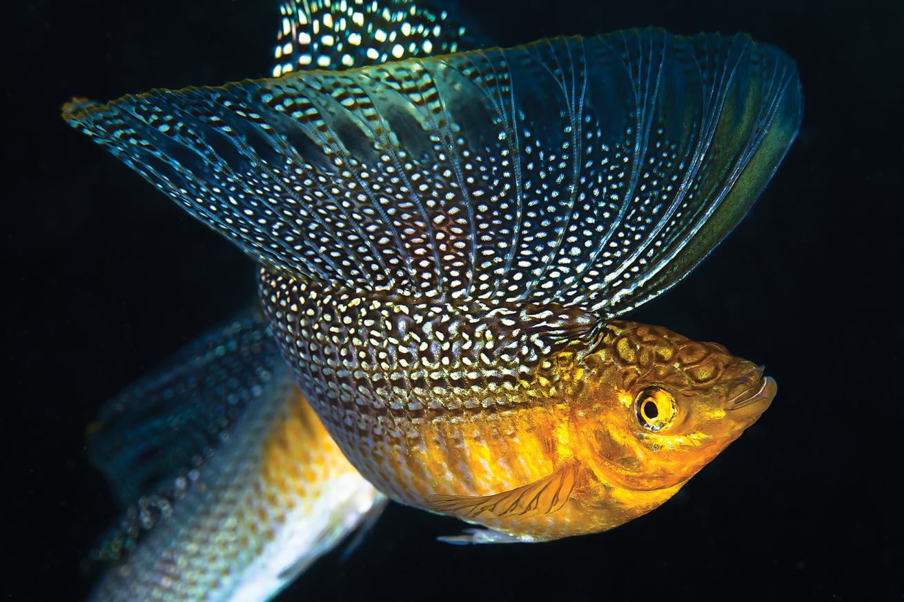best scuba diving destinations for underwater photography 