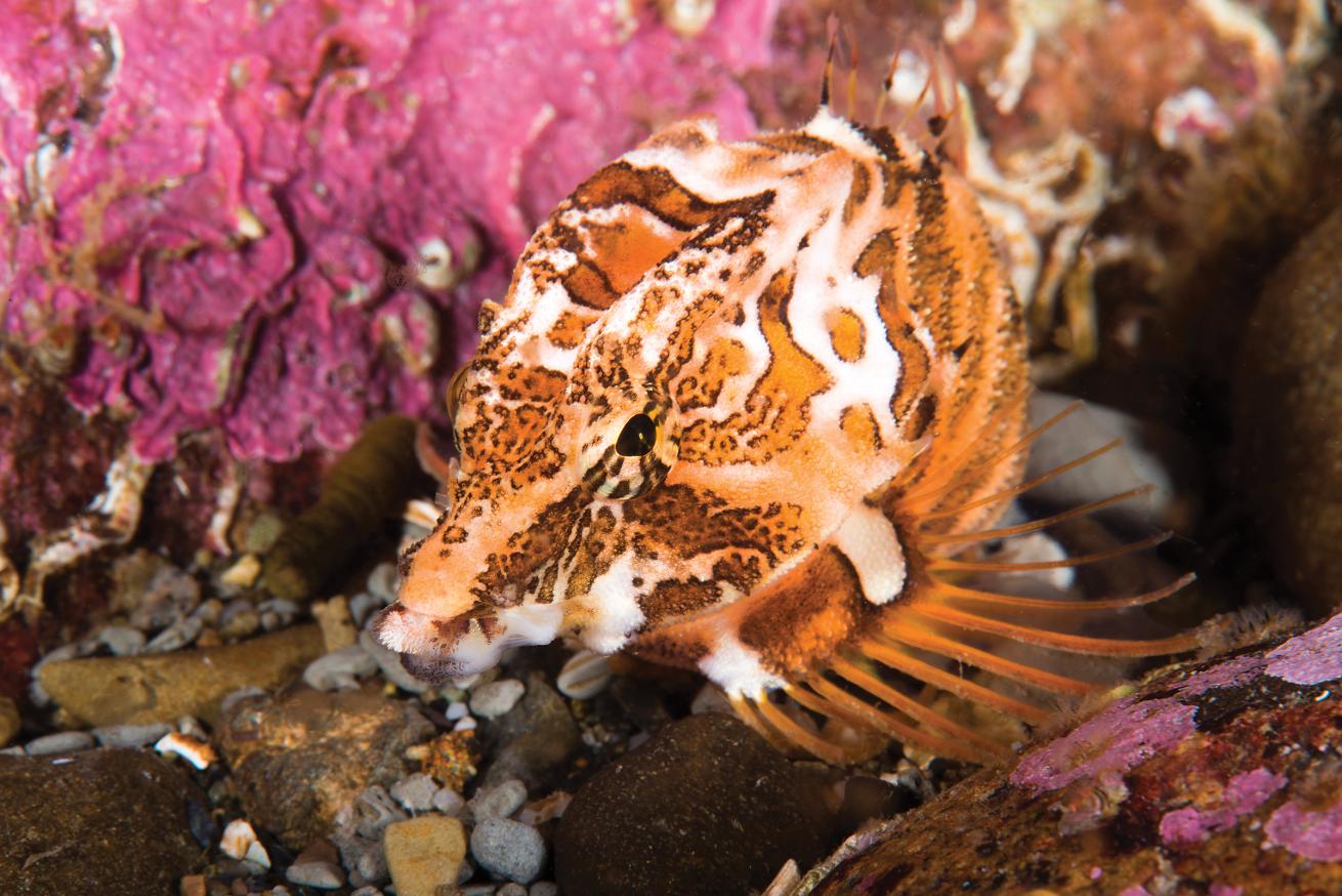 best scuba destinations for wall diving 