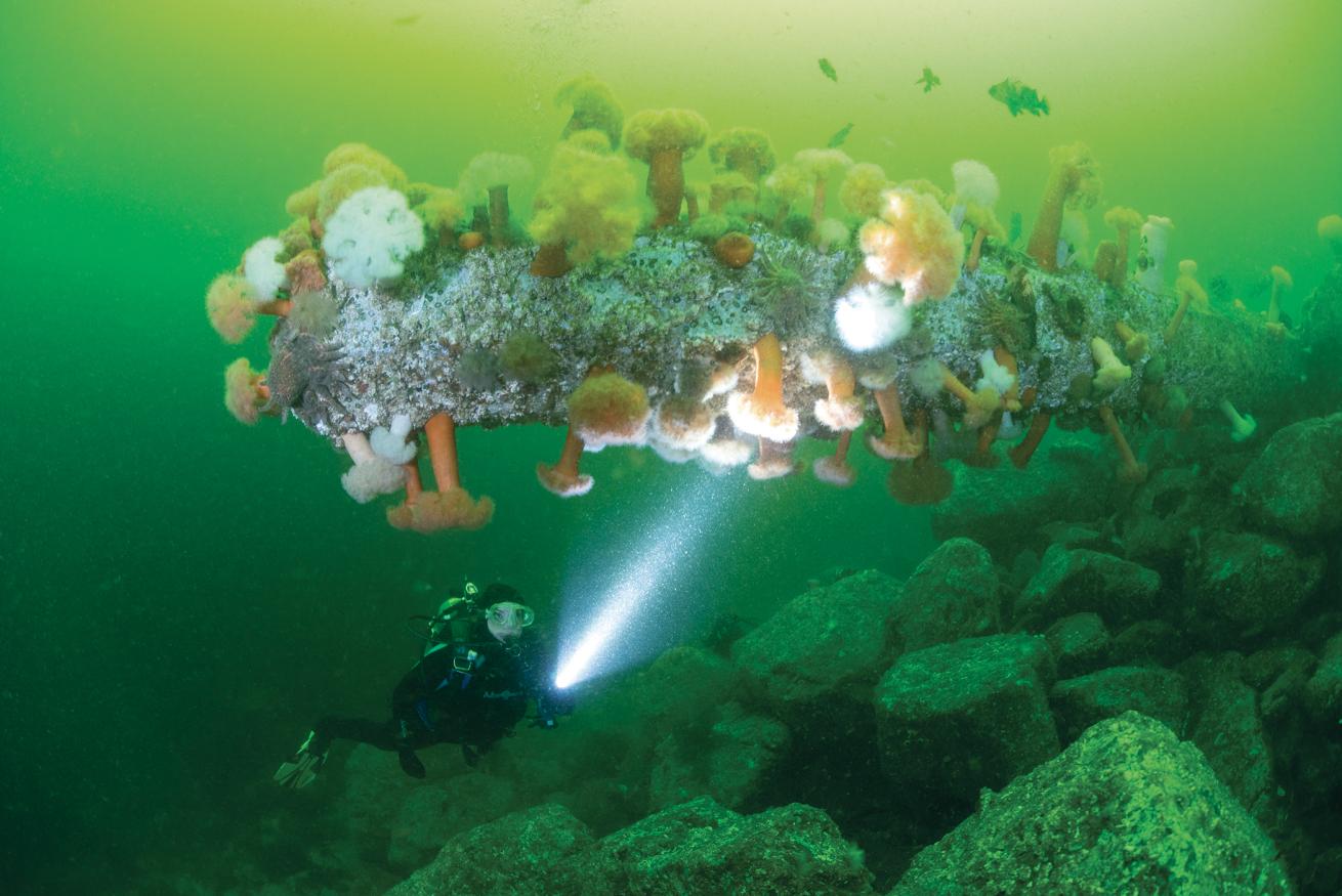 best scuba destinations for wall diving 