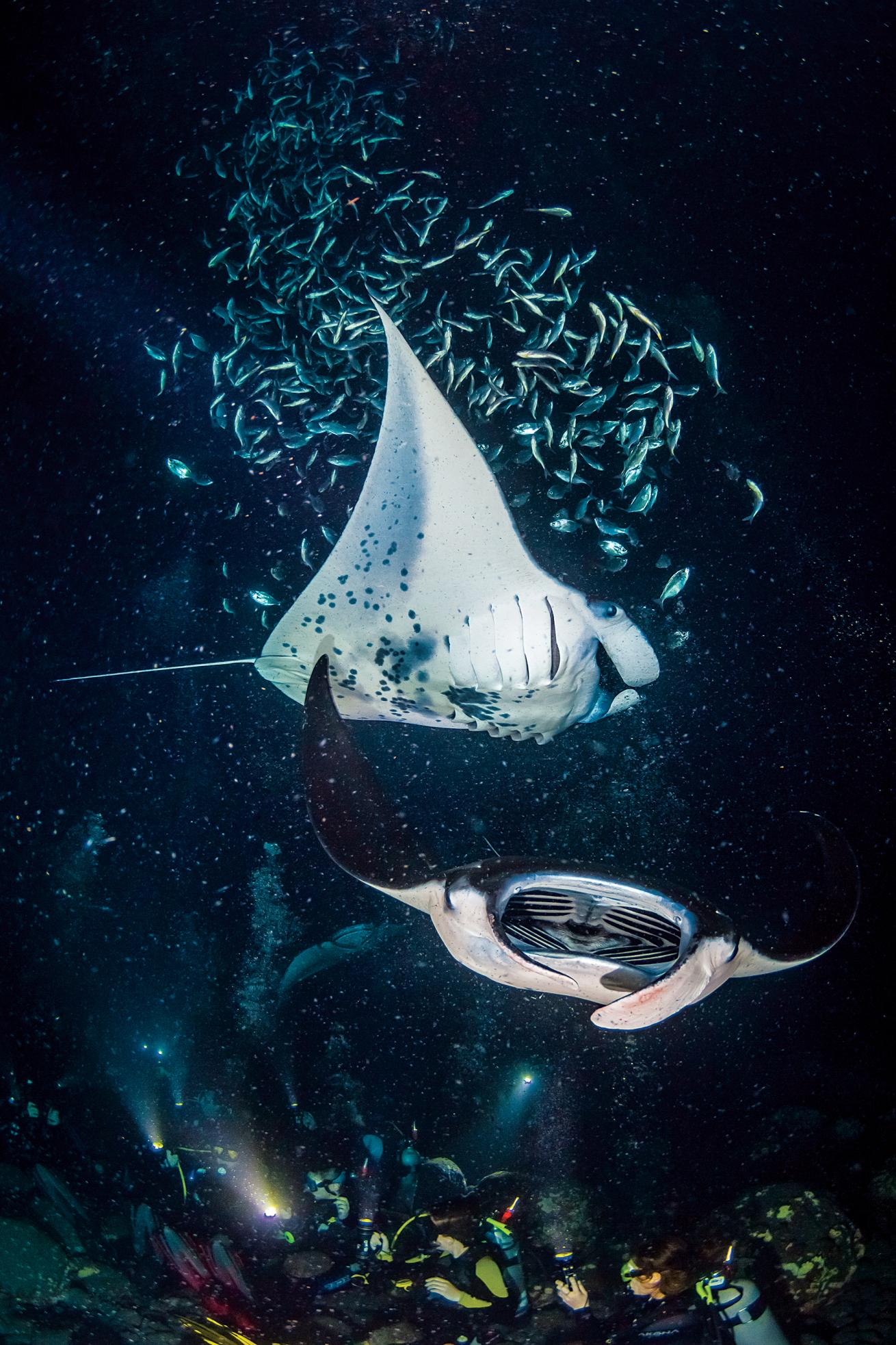 best scuba diving destinations 