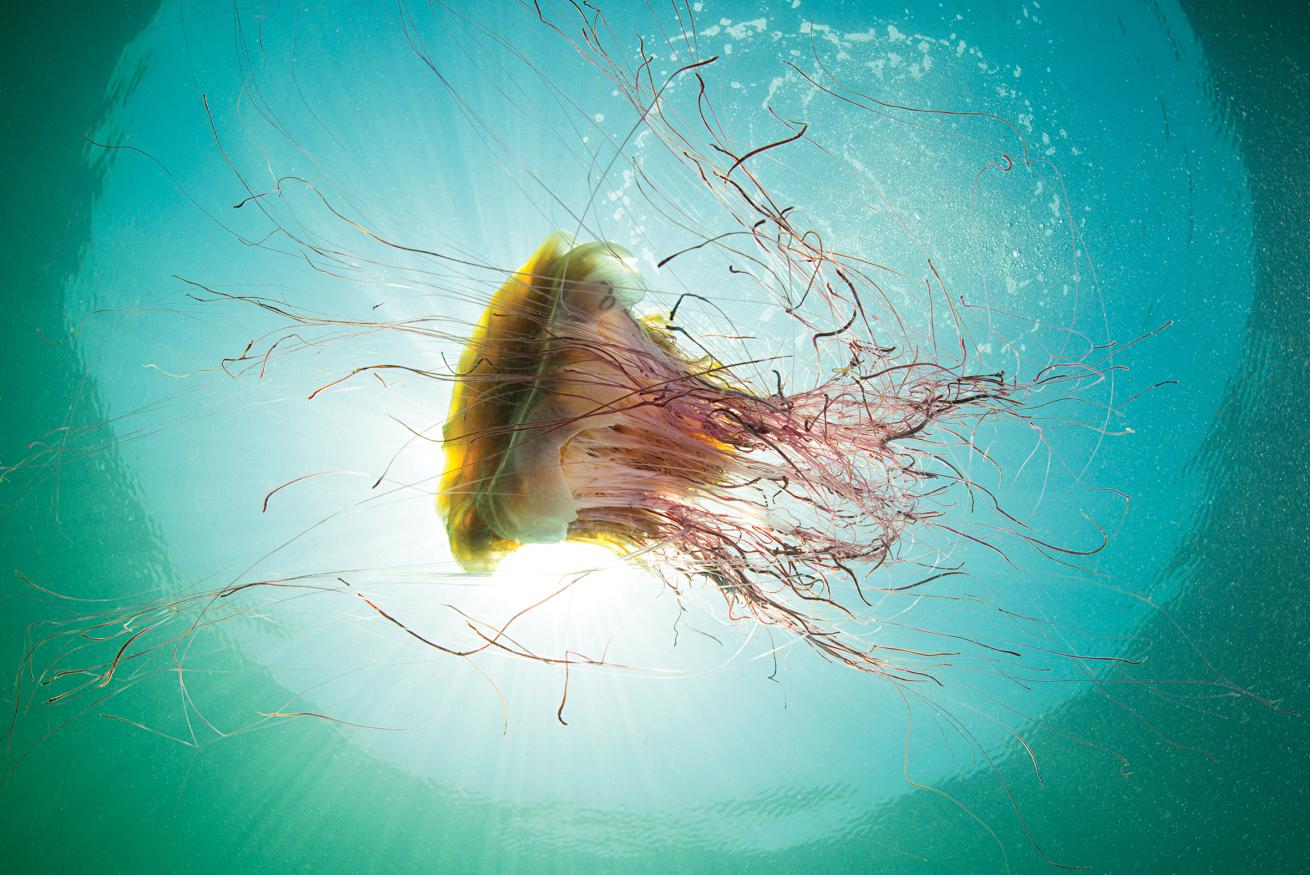 best scuba destinations for wall diving 