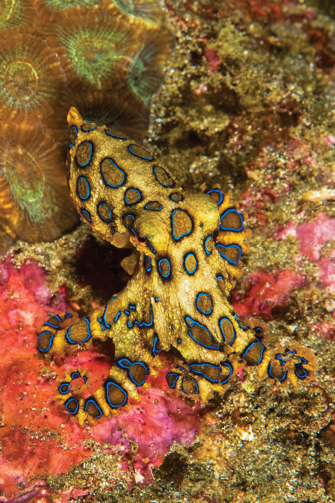 best scuba diving destinations 