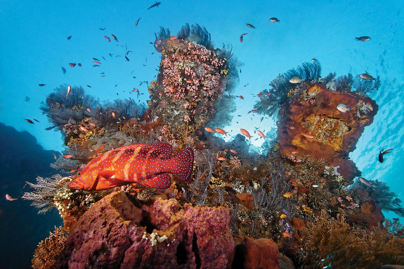 best shore diving in bali