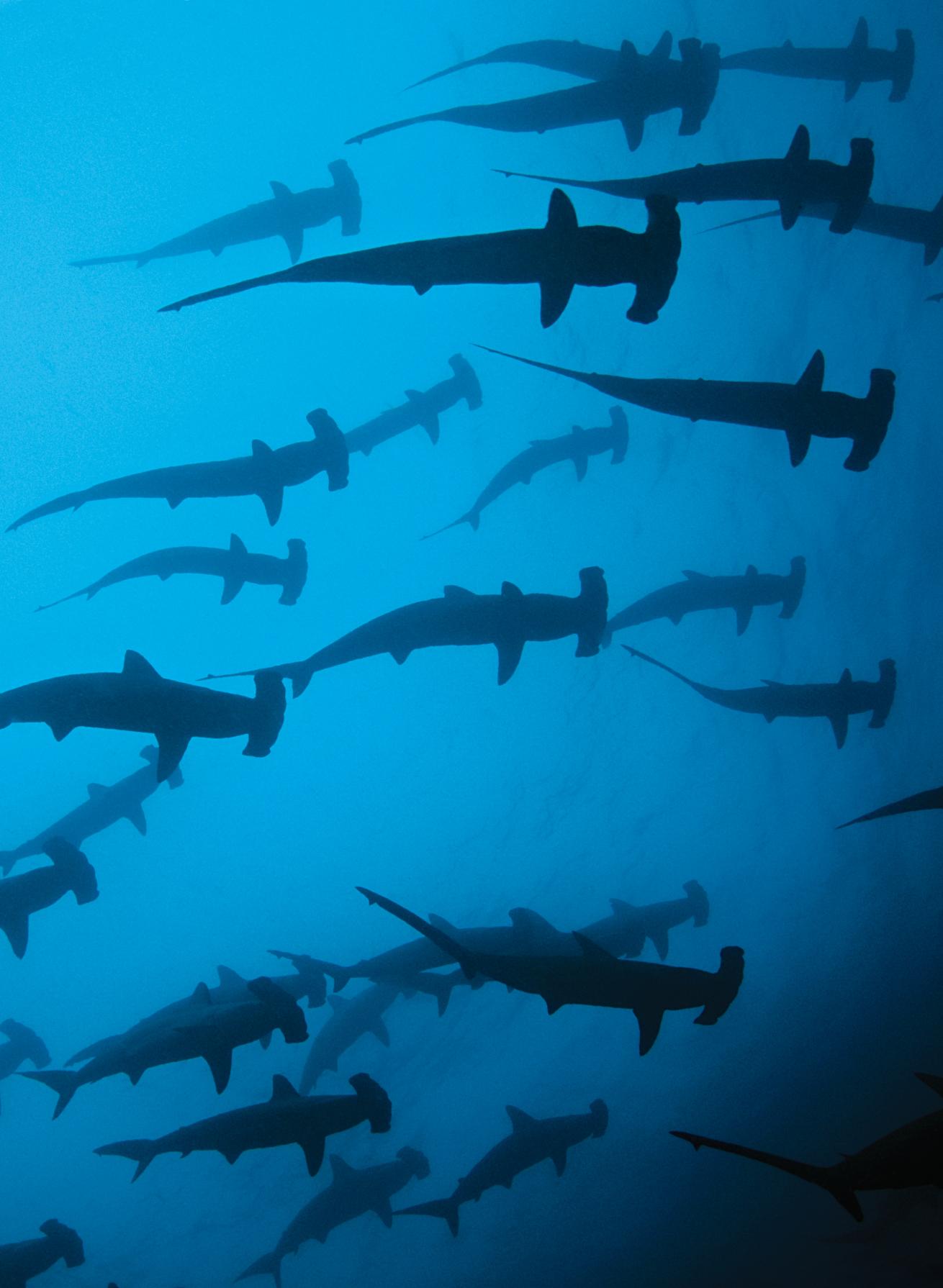 best scuba diving destinations in the pacific and indian oceans