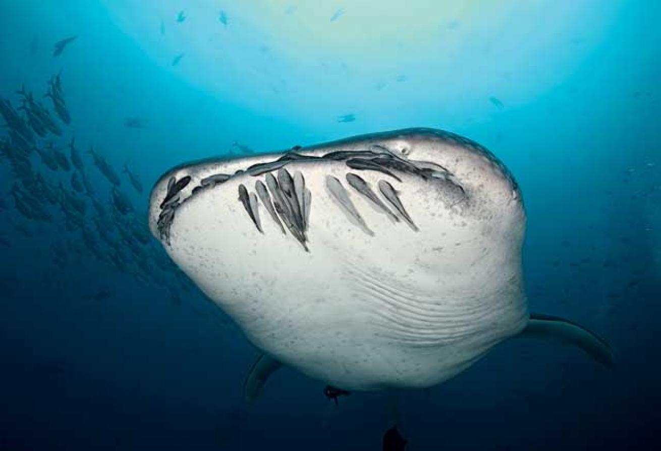 whale shark