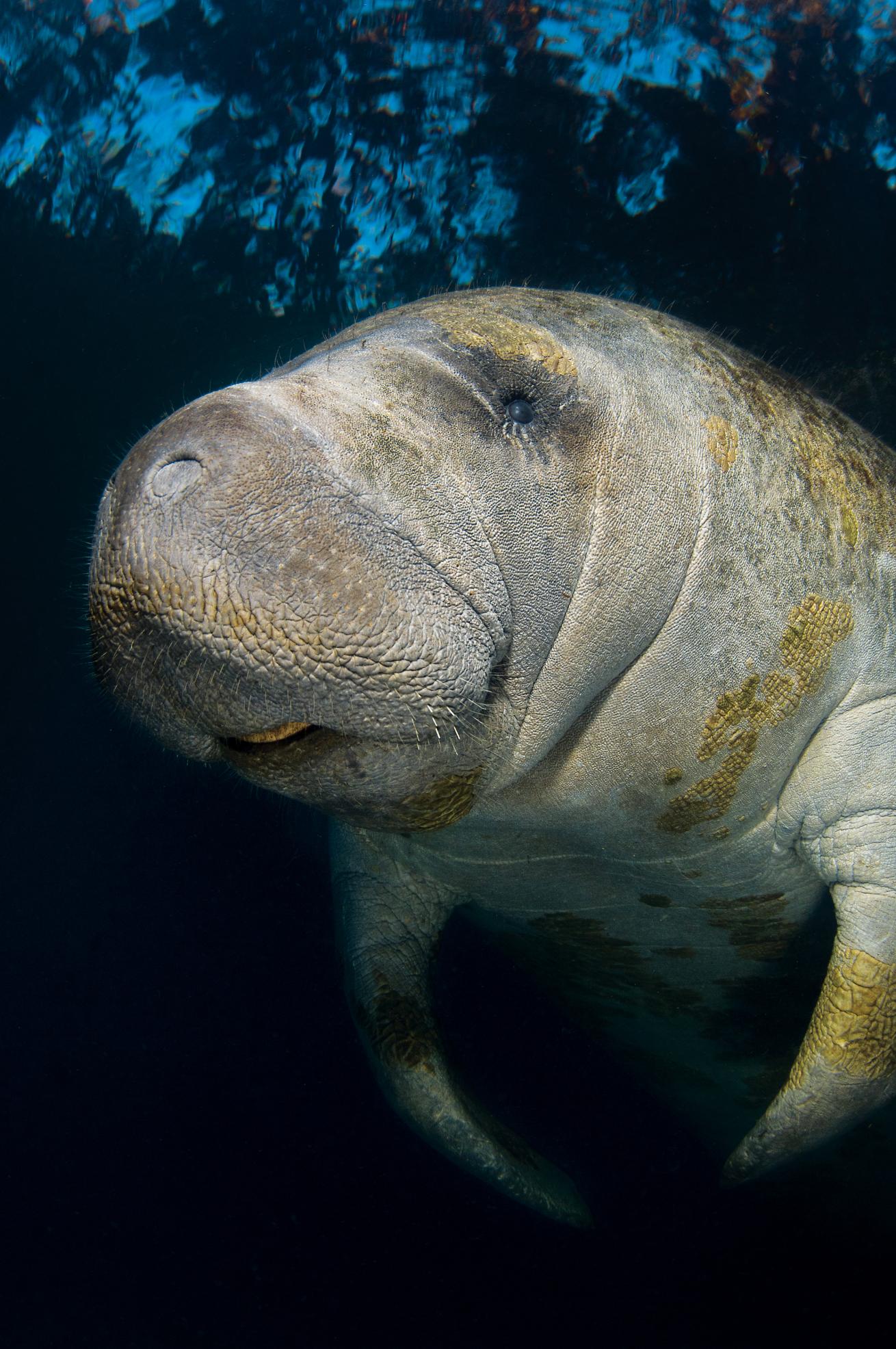 scuba diving with manatees