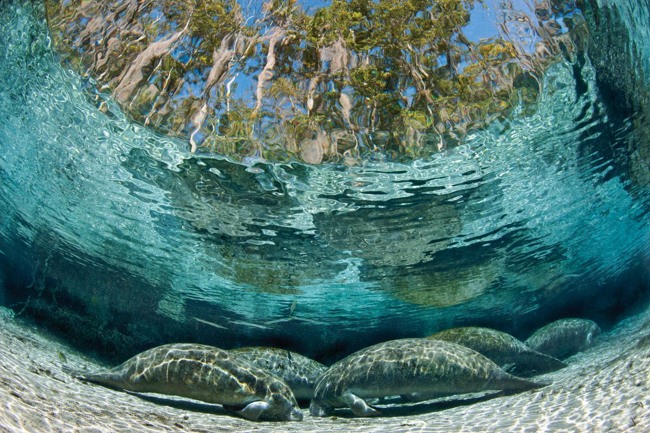 scuba diving Crystal River, Florida 