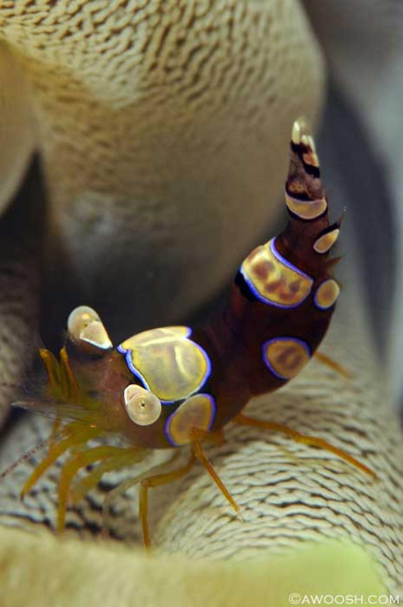 cozumel scuba diving photos