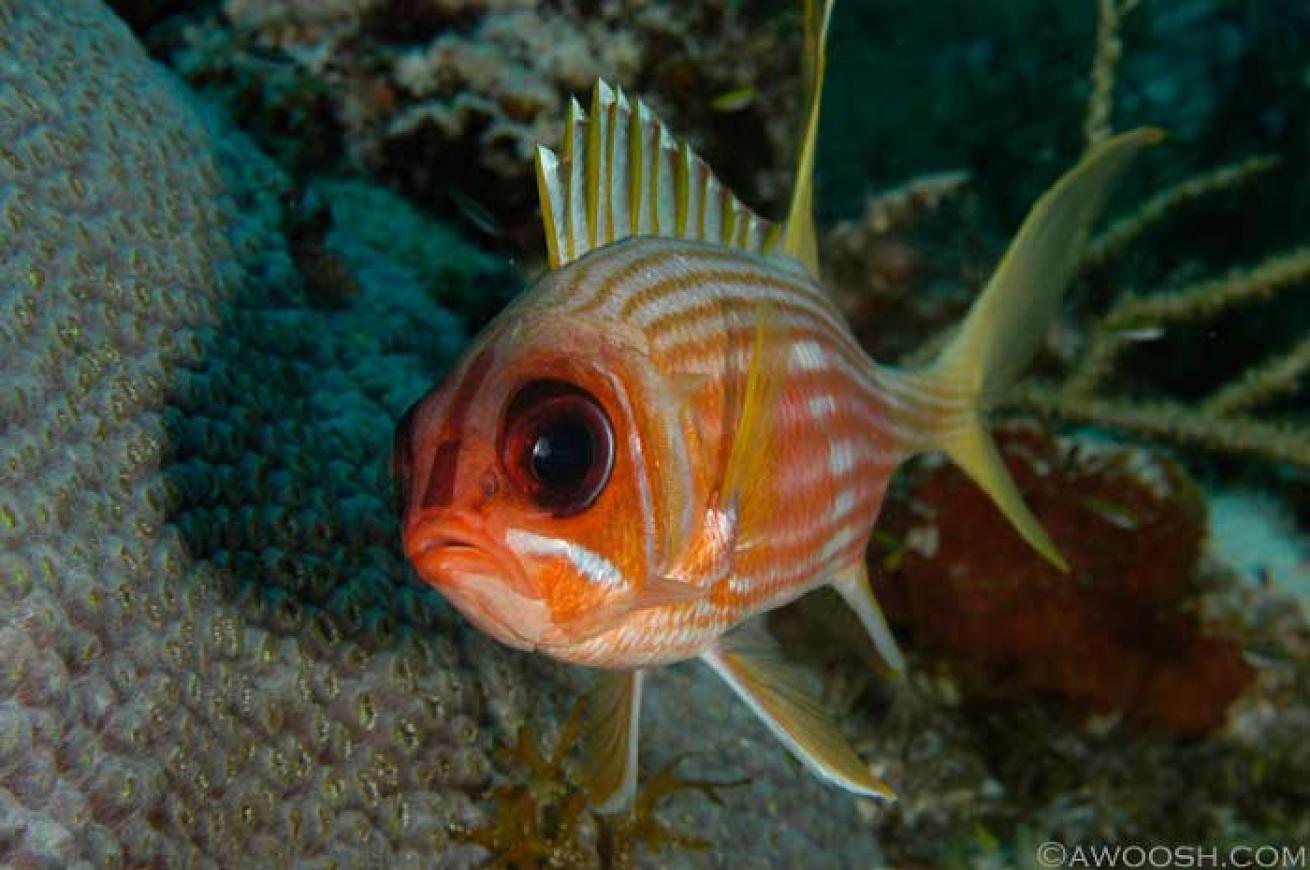 cozumel scuba diving photos