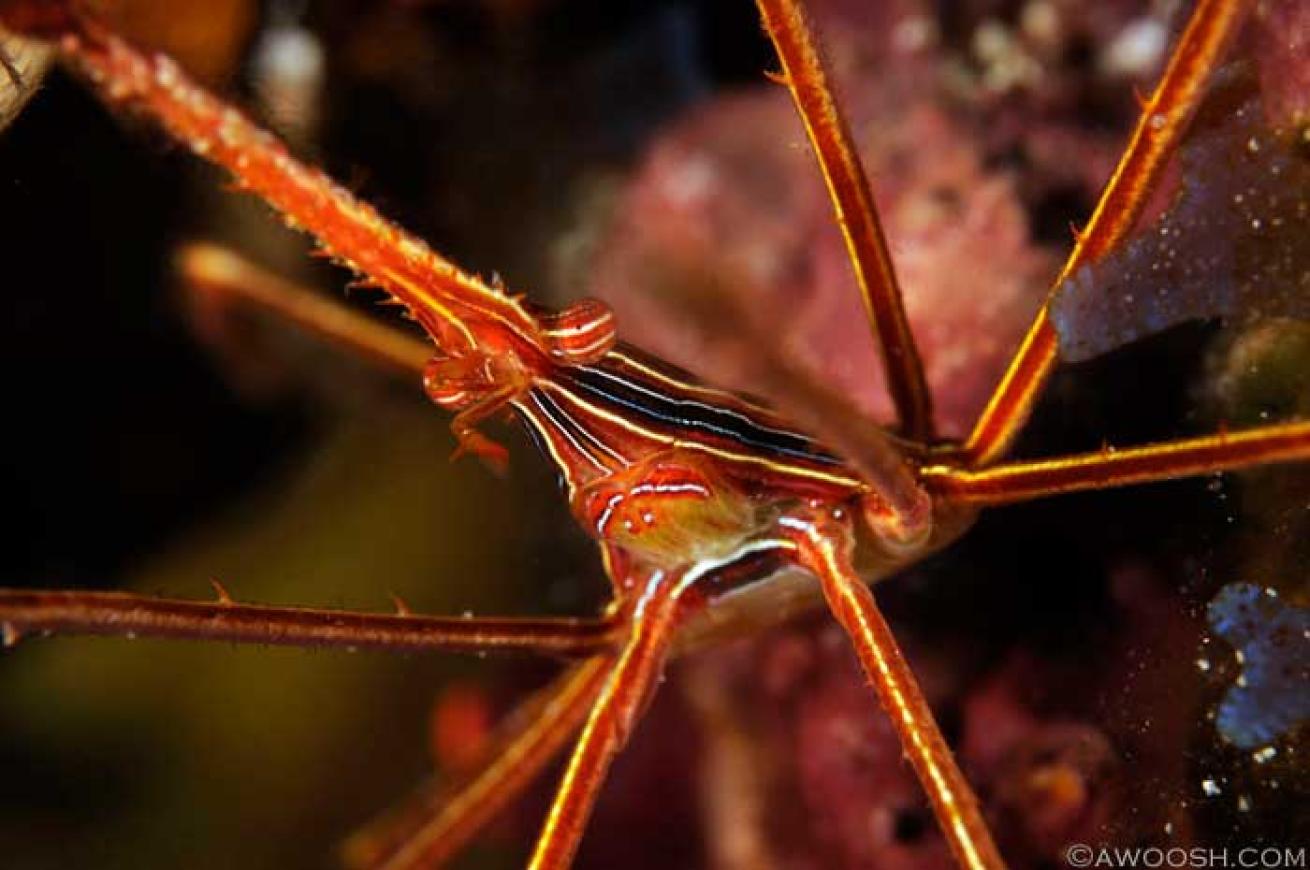 cozumel scuba diving photos