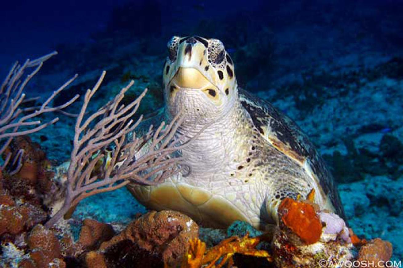 cozumel scuba diving photos