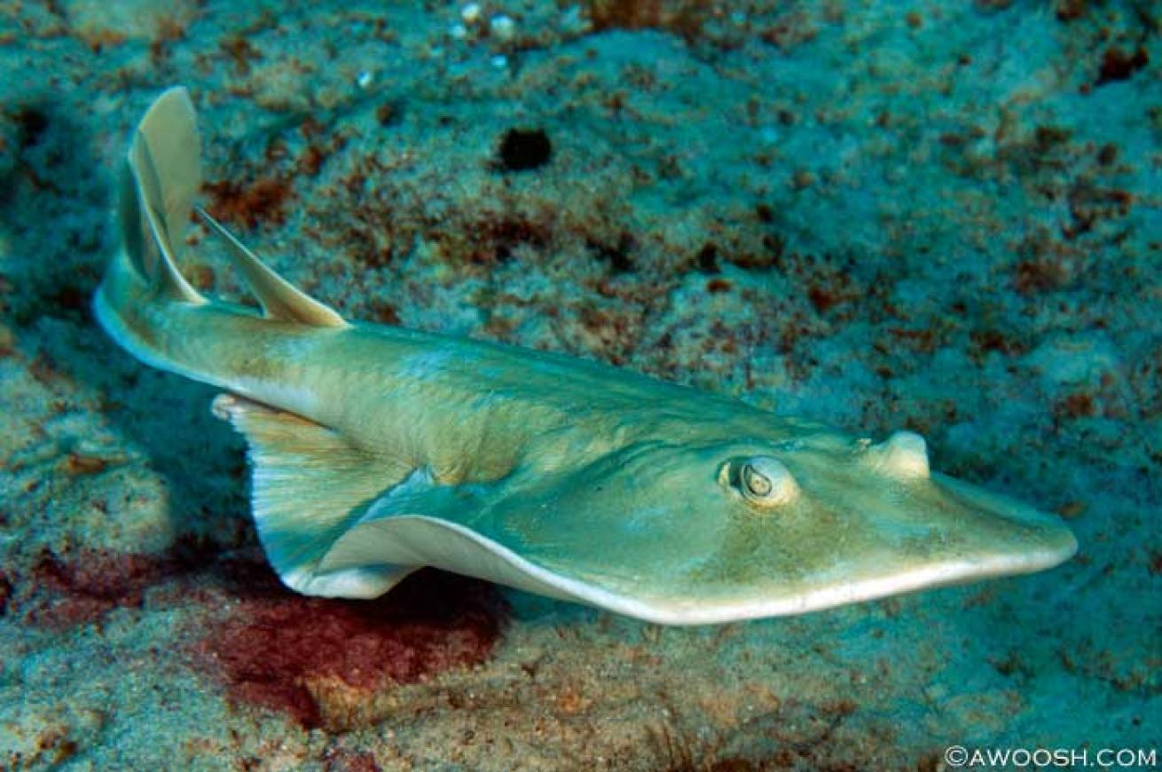 cozumel scuba diving photos