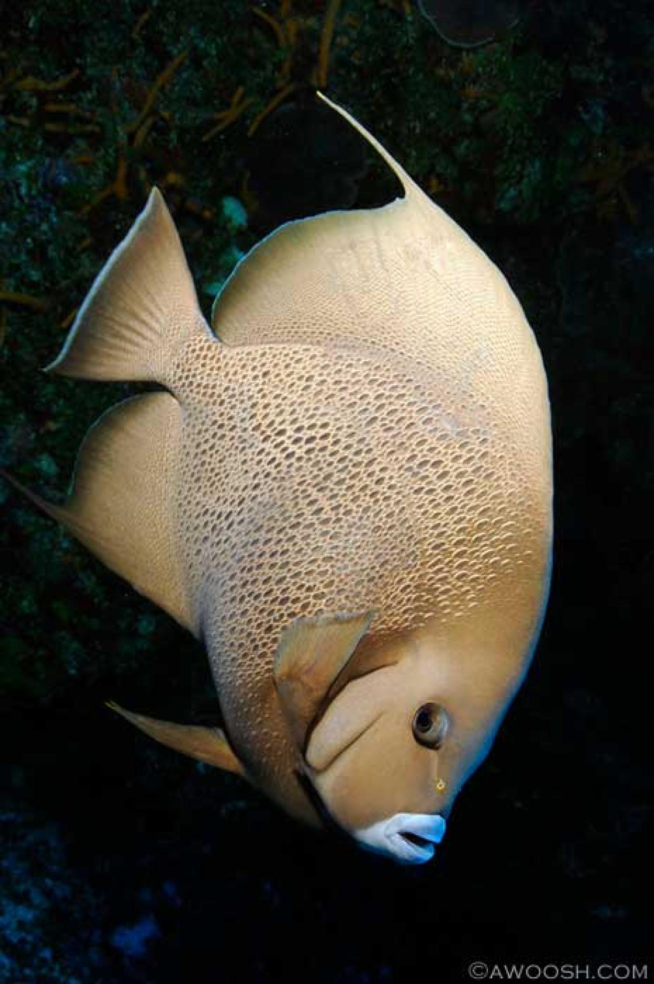 cozumel scuba diving photos